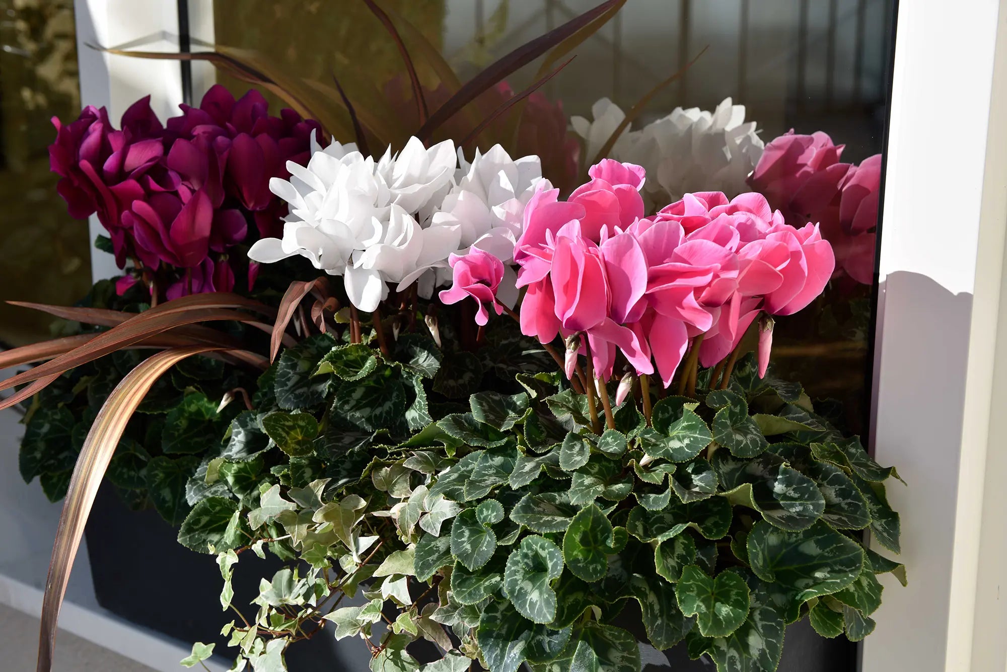 LATINIA® SUCCESS® Light purple