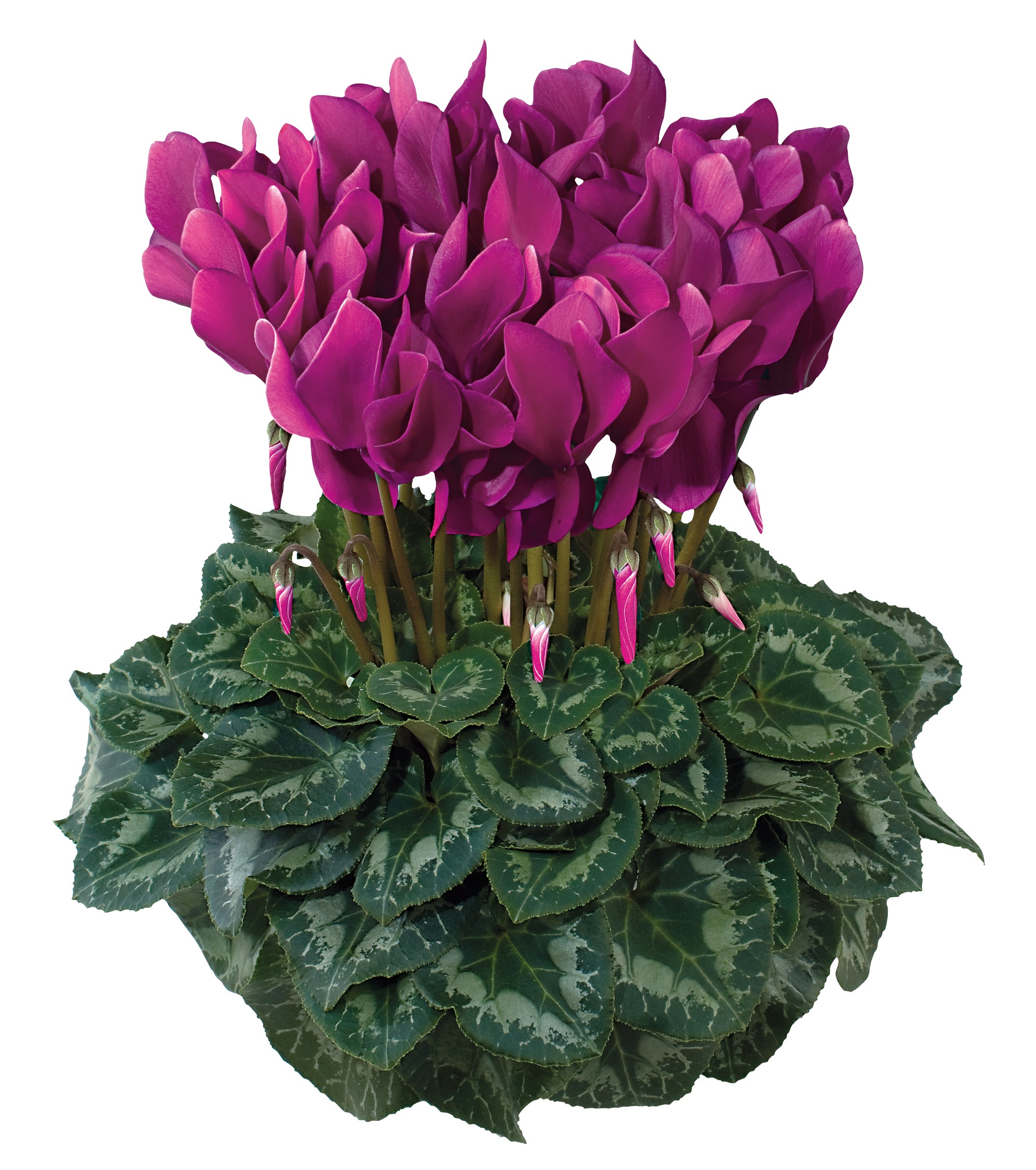 LATINIA® SUCCESS® Light purple