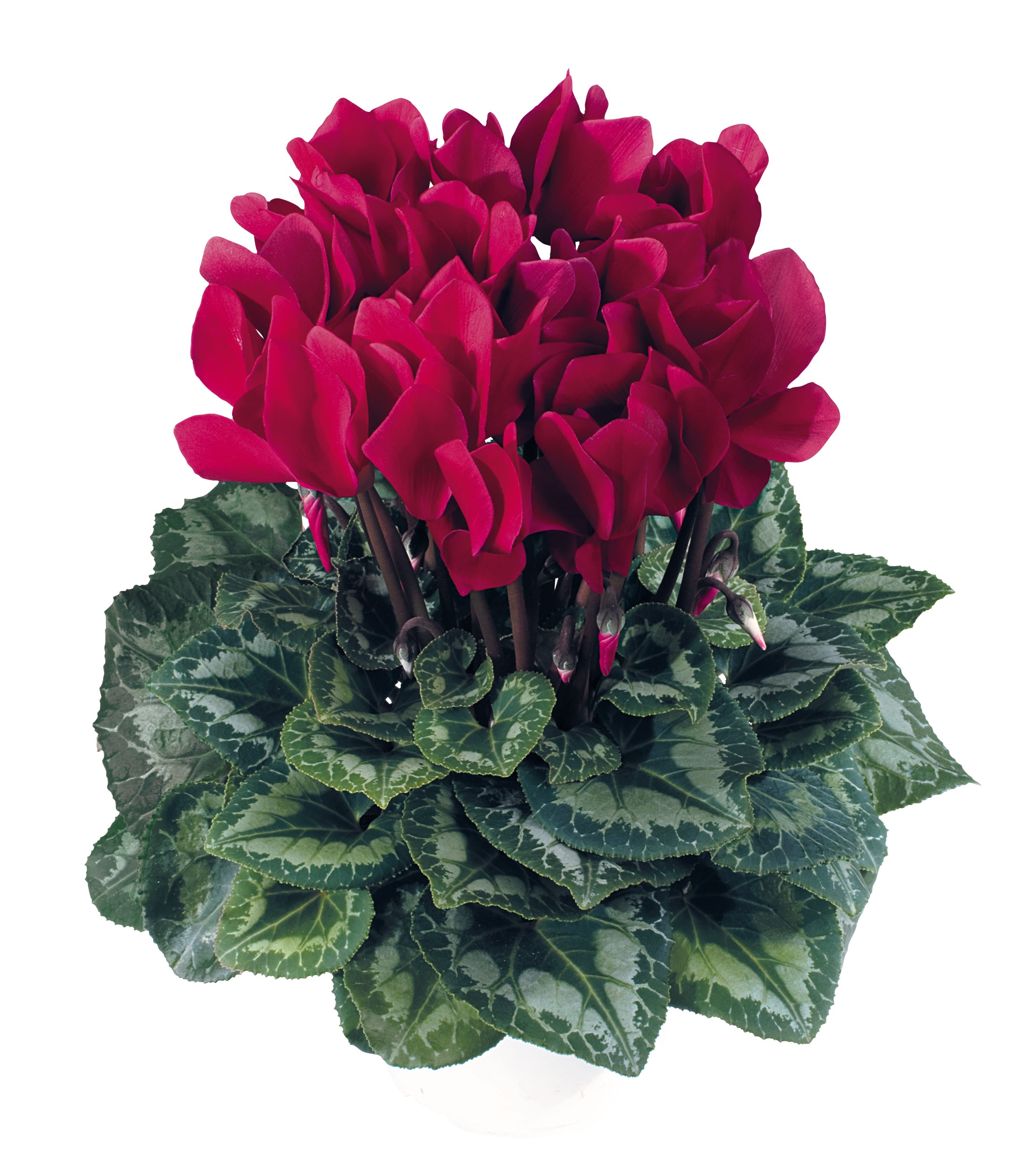 LATINIA® SUCCESS® Deep magenta