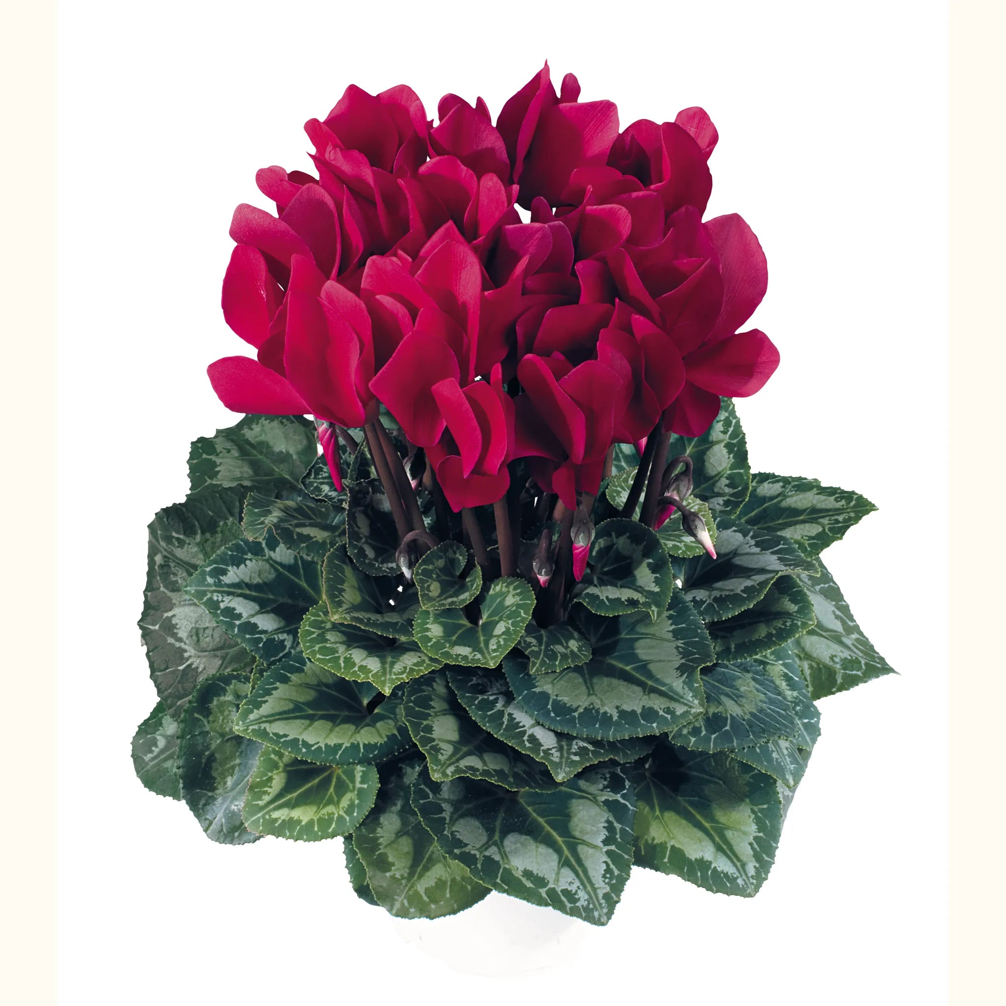 Latinia® SUCCESS® Deep magenta