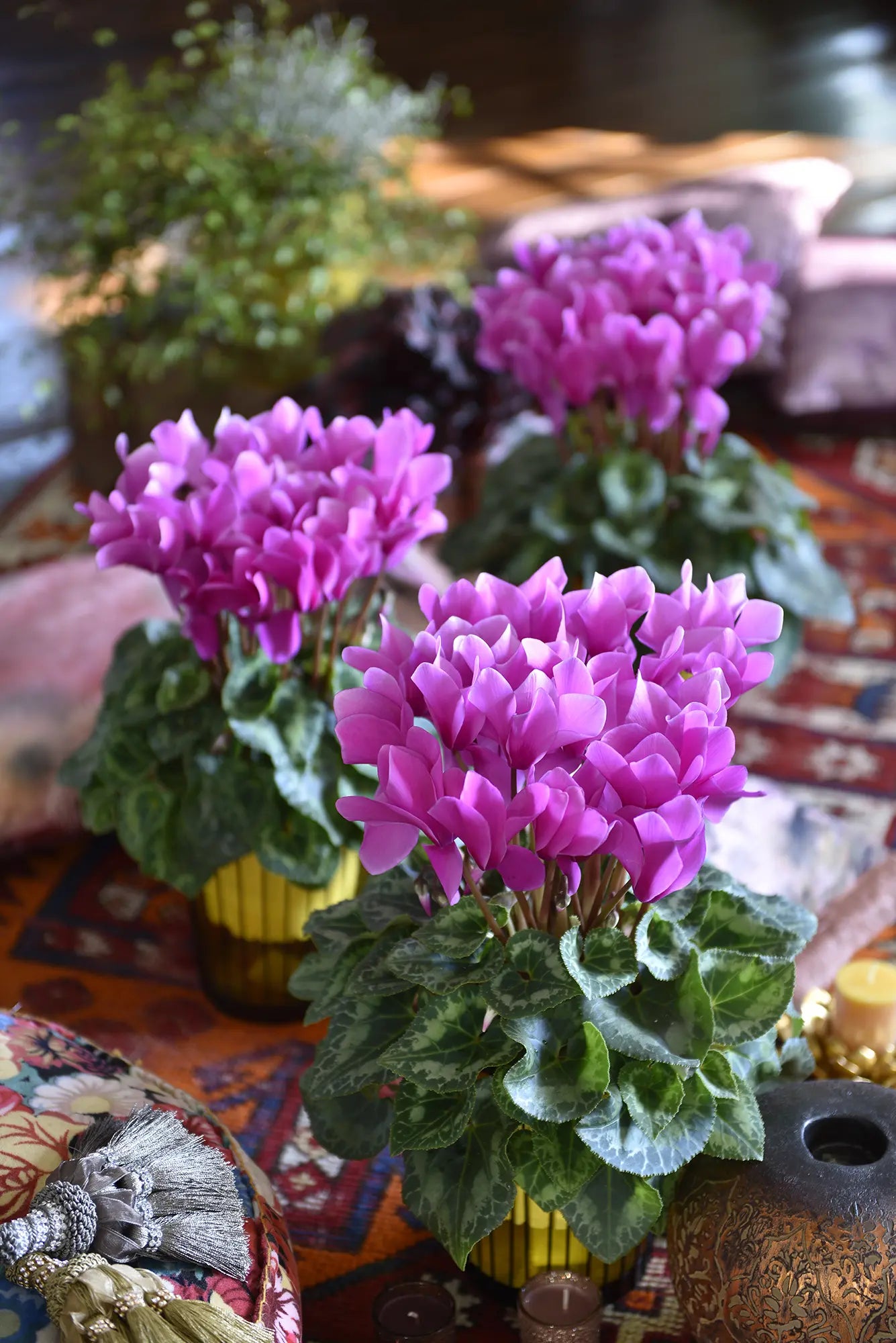 LATINIA® Lilac