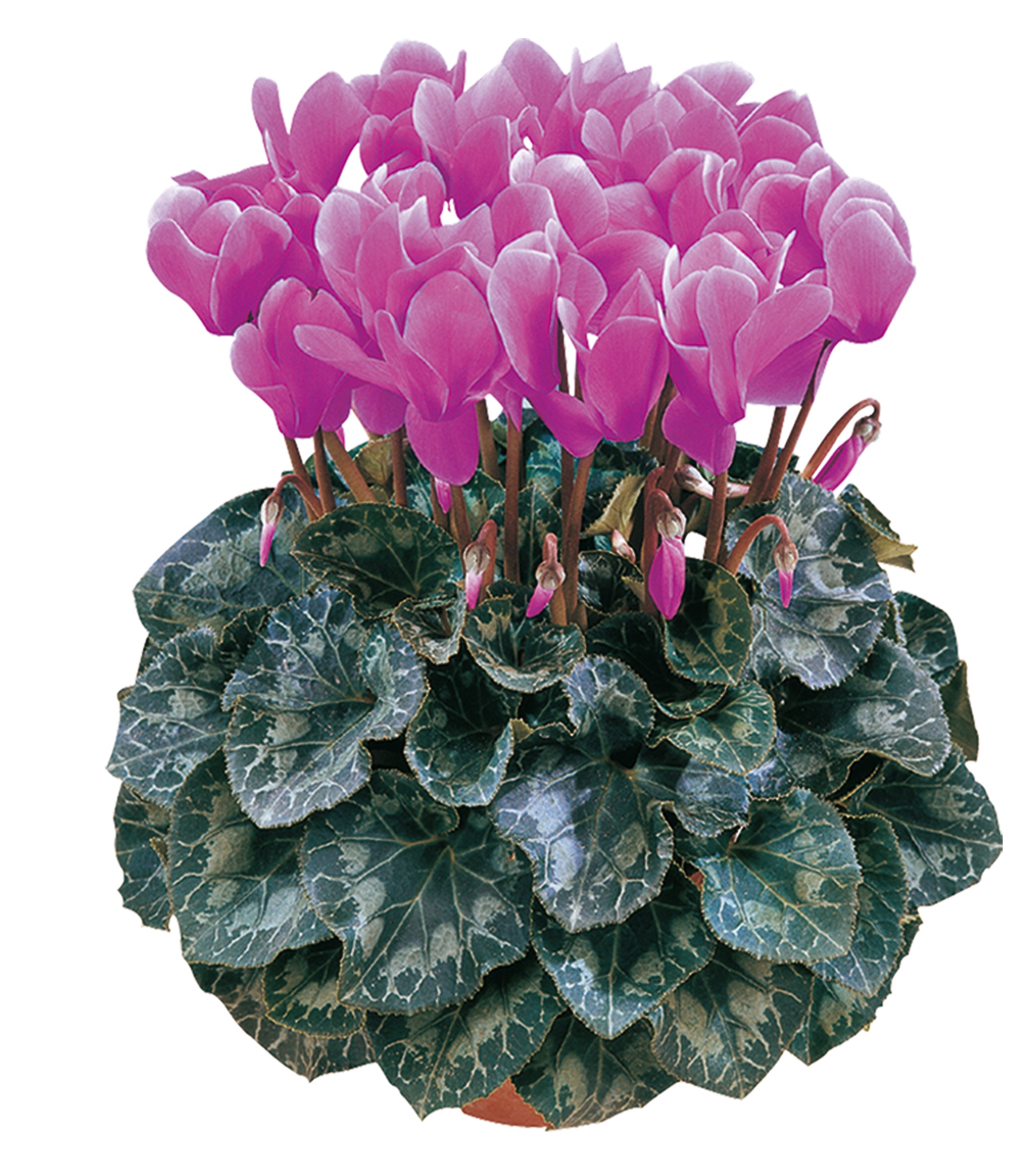 LATINIA® Lilac