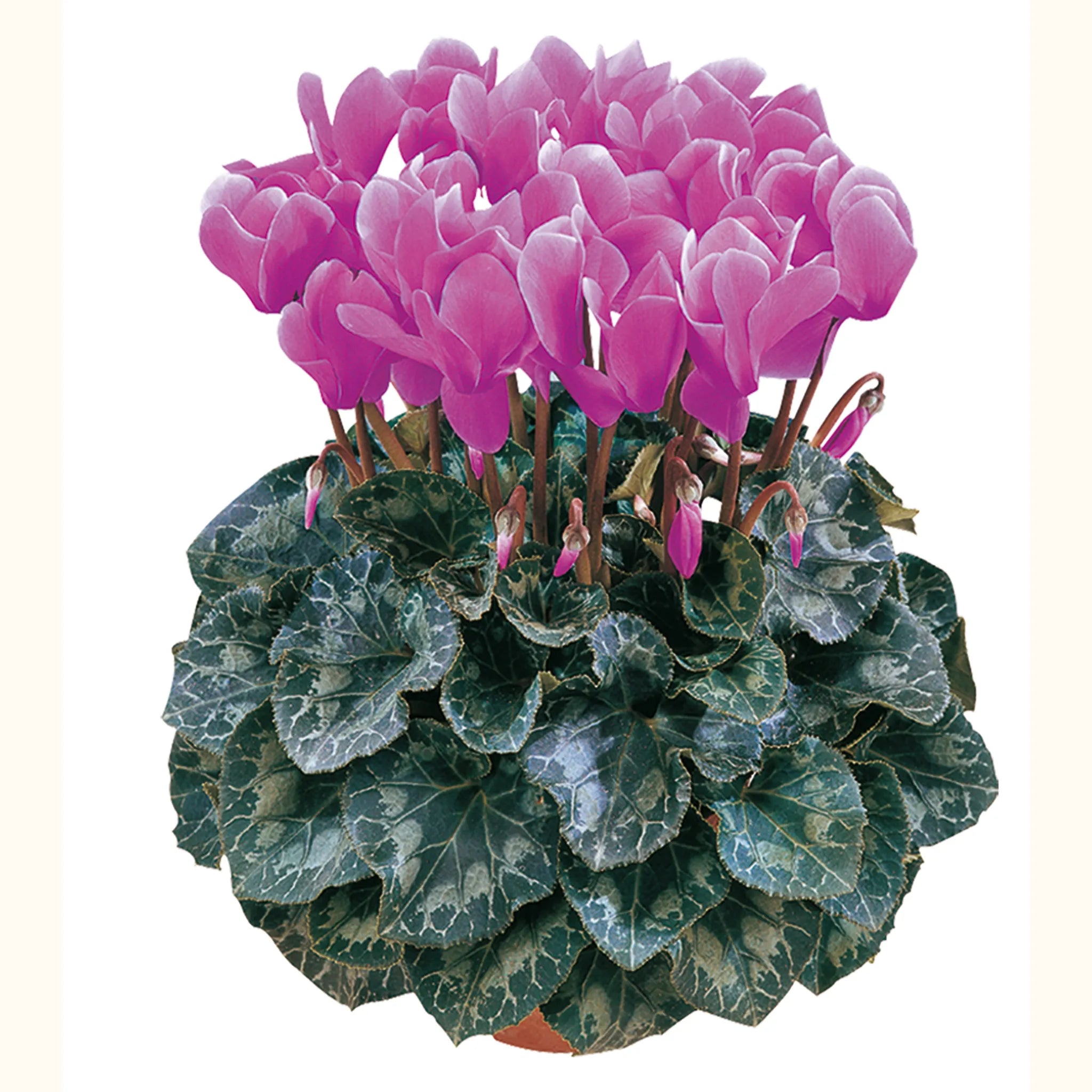 Latinia® Lilac