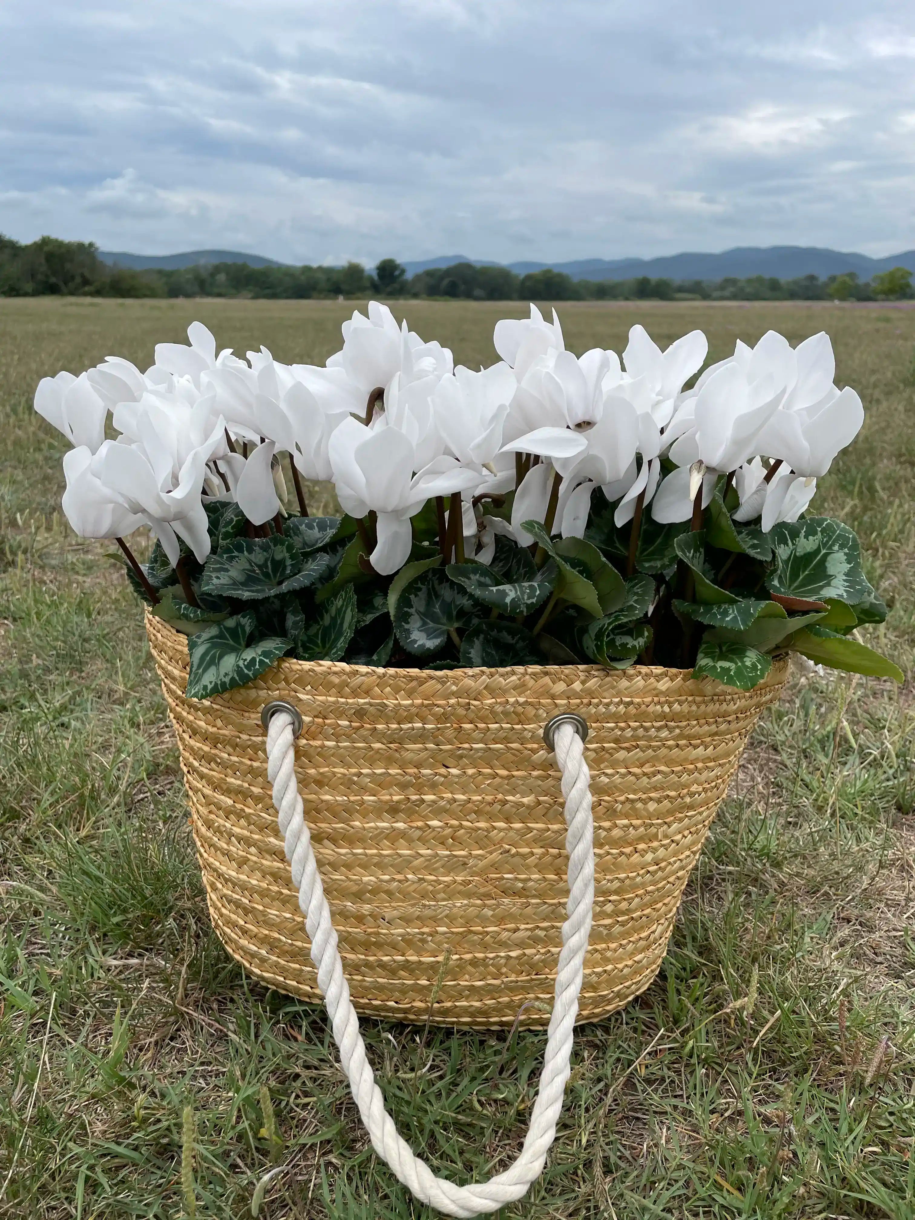 LATINIA® SUCCESS® Pure white