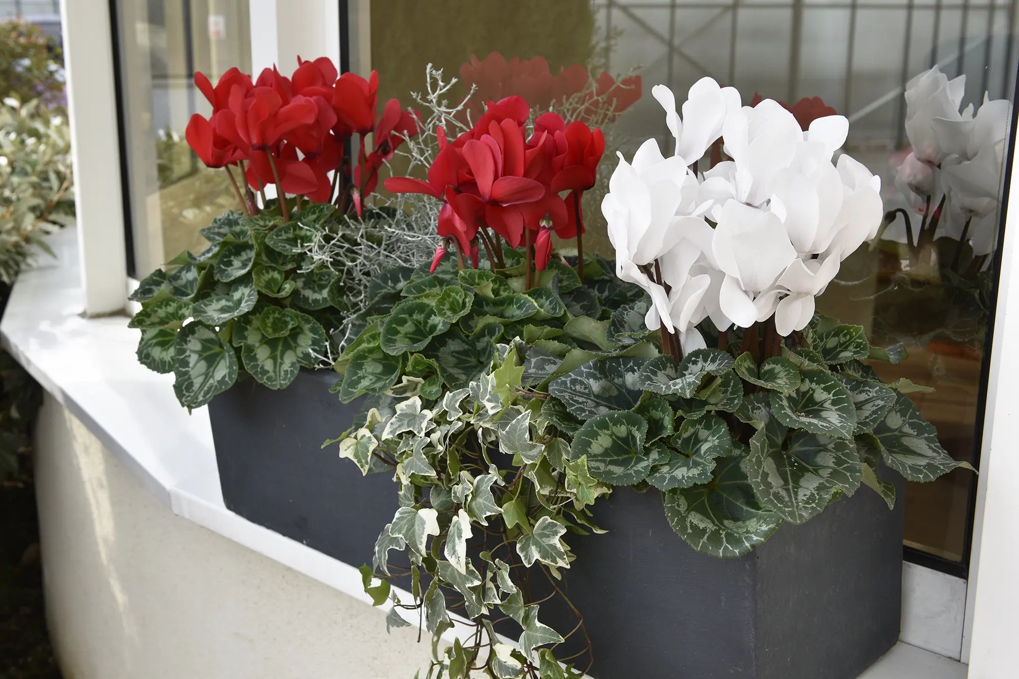 LATINIA® SUCCESS® Pure white