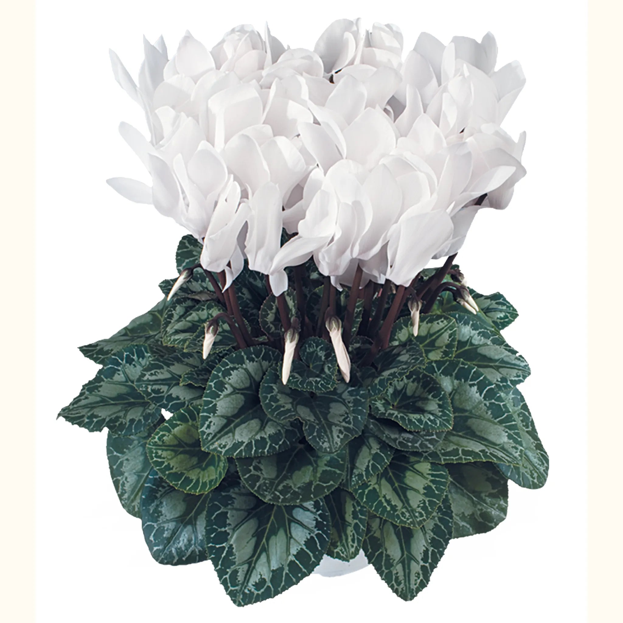 Latinia® SUCCESS® Pure white