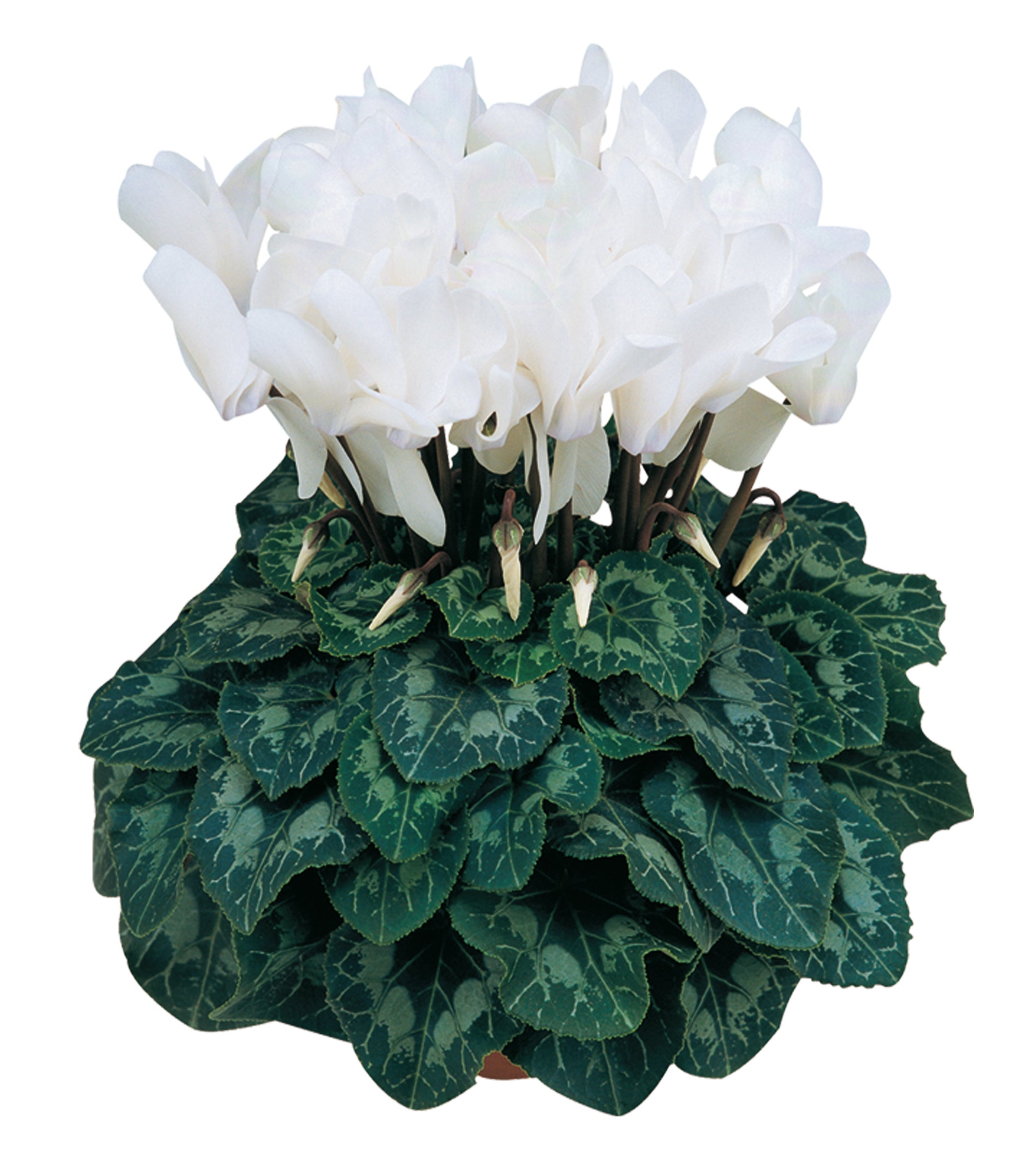 LATINIA® White