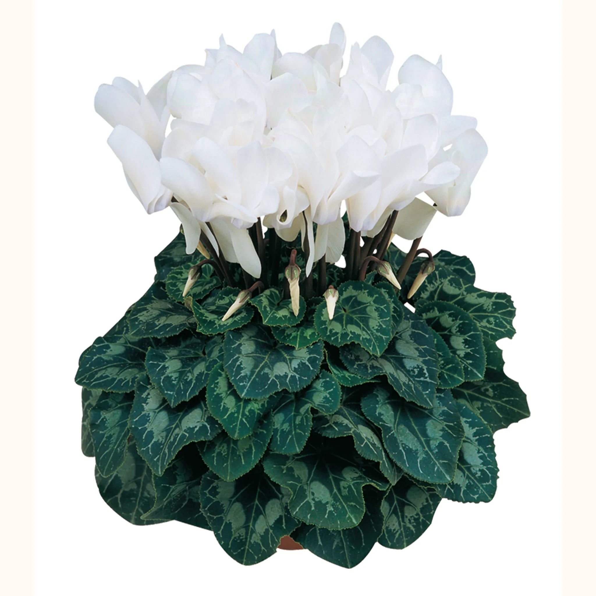 Latinia® White