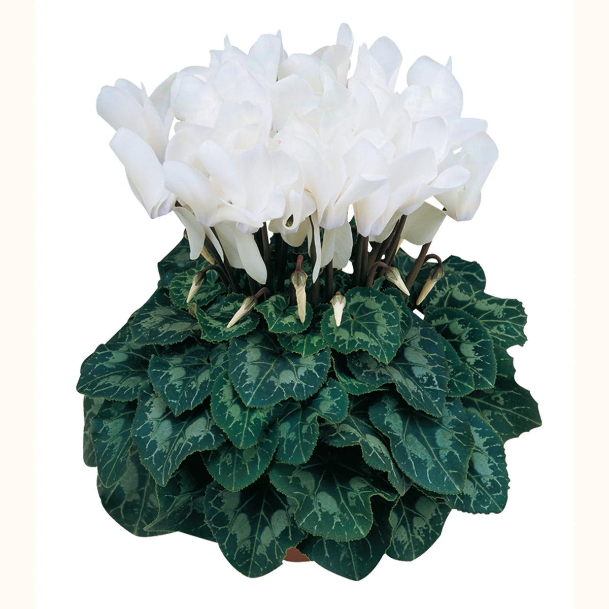Latinia® White