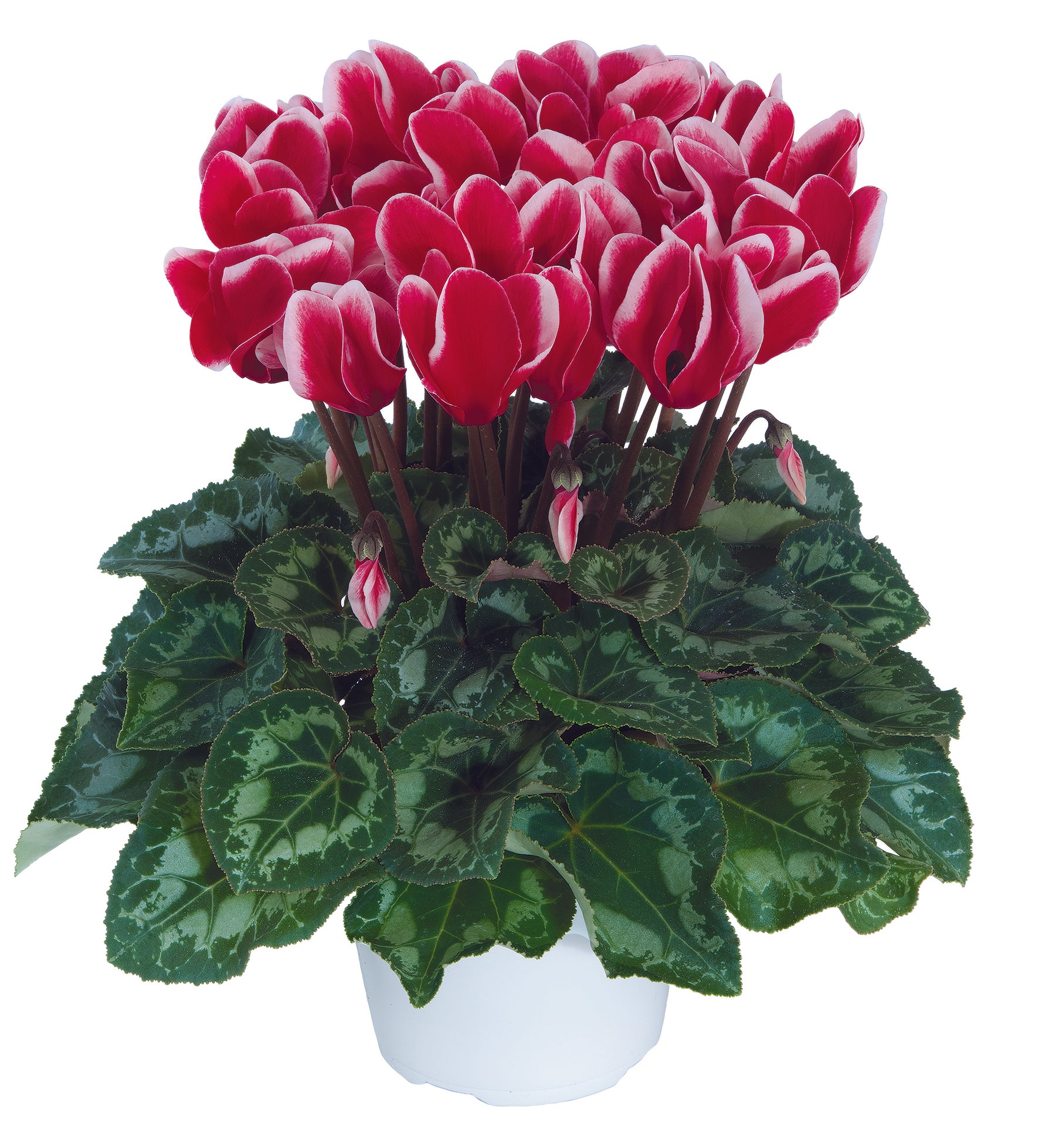 LATINIA® FANTASIA® Red