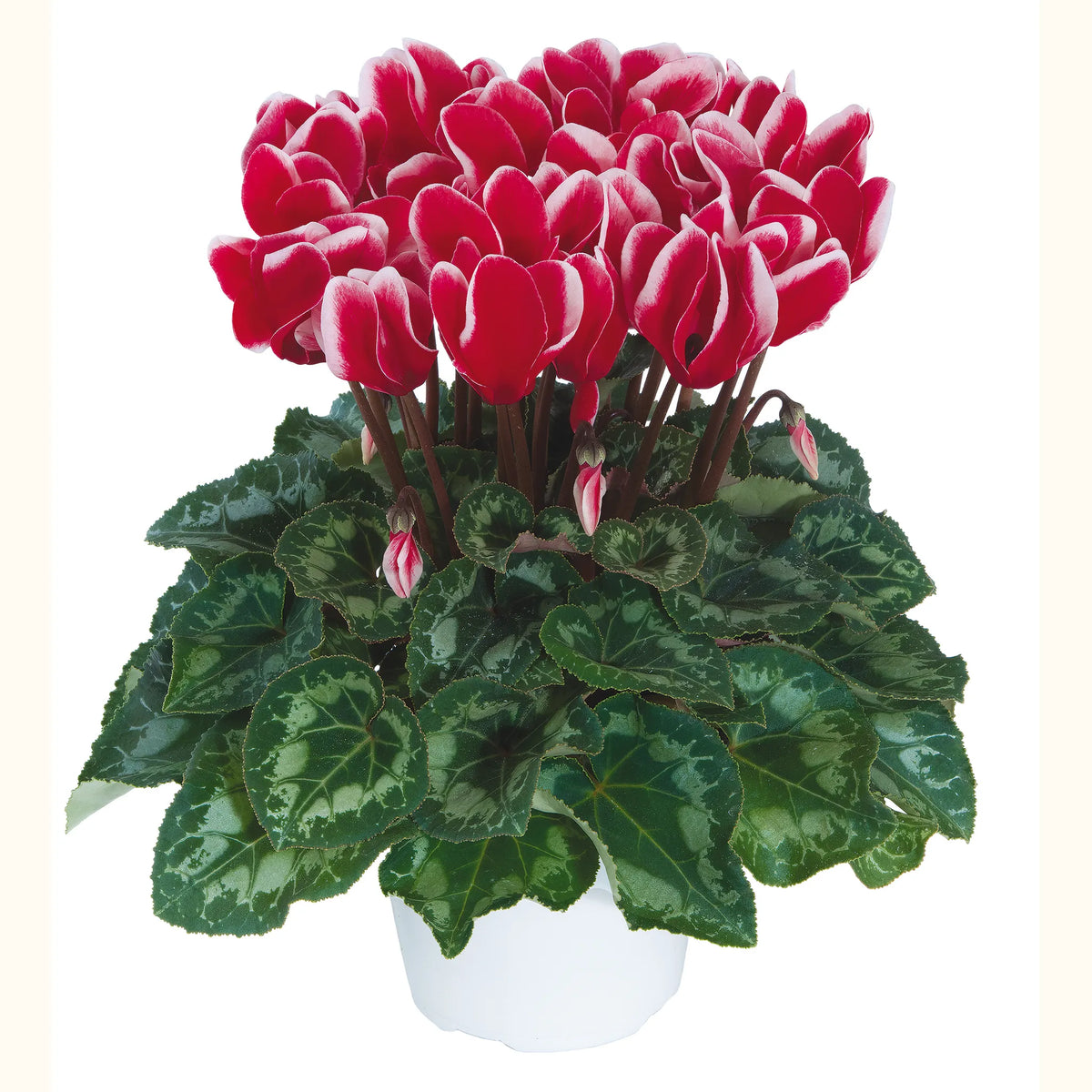 Latinia® FANTASIA® Red