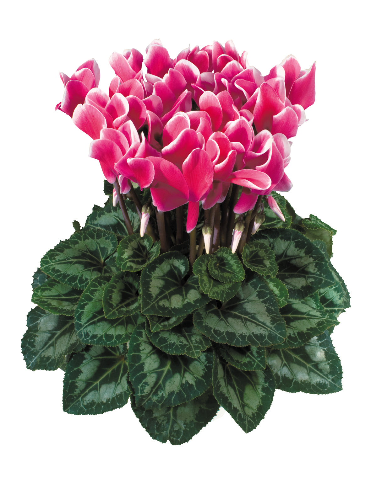 LATINIA® FANTASIA® Deep rose