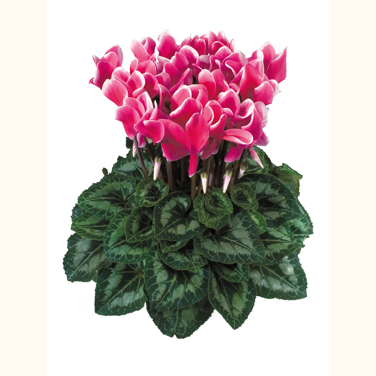Latinia® FANTASIA® Deep rose