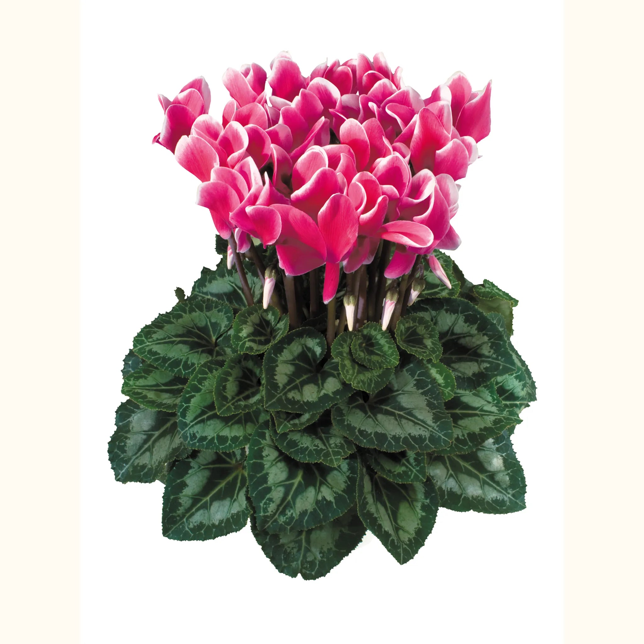 Latinia® FANTASIA® Deep rose