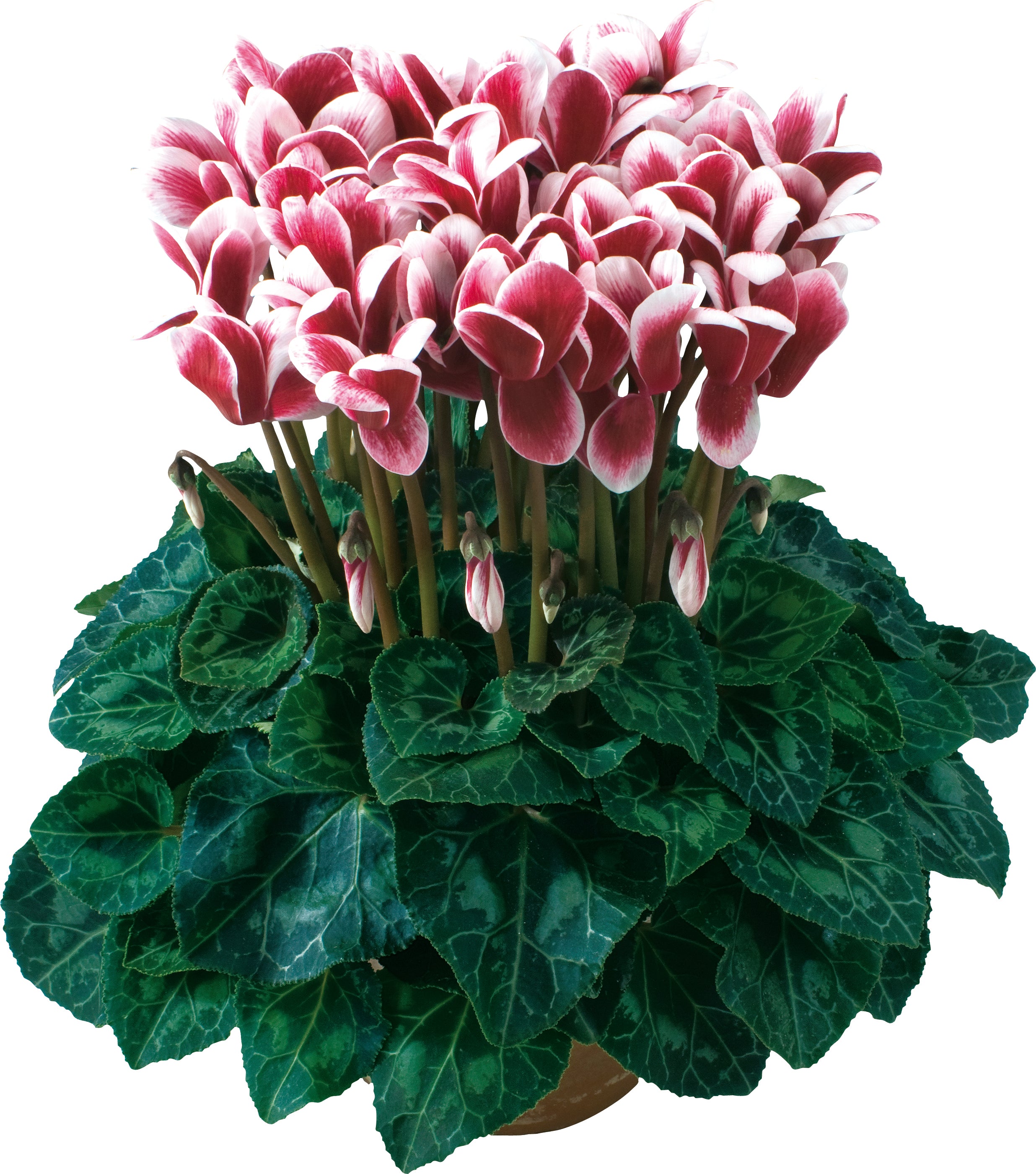 LATINIA® FANTASIA® Deep magenta