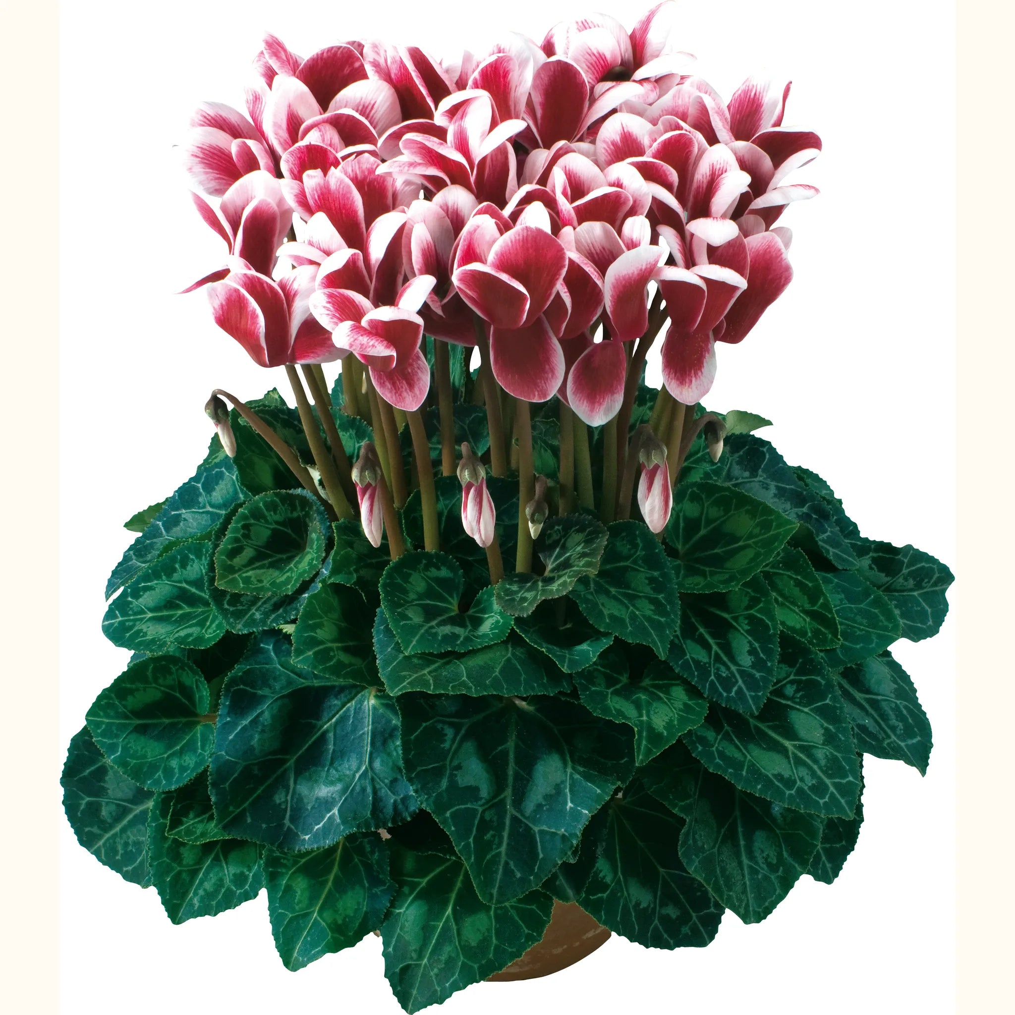 Latinia® FANTASIA® Deep magenta