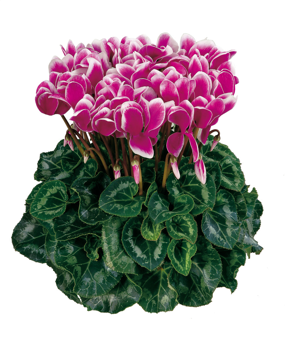 LATINIA® FANTASIA® Purple
