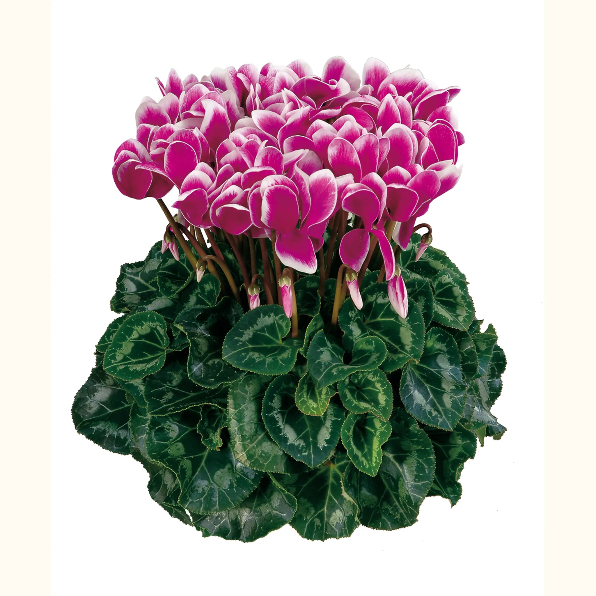 Latinia® FANTASIA® Purple