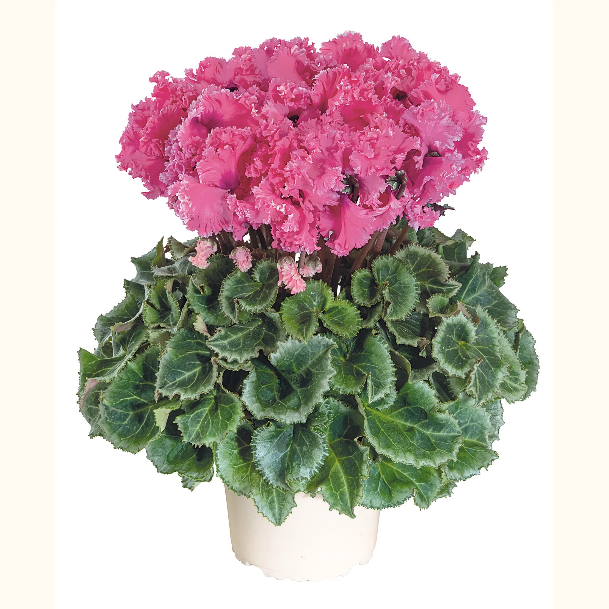 Latinia® CRISPINO® mix