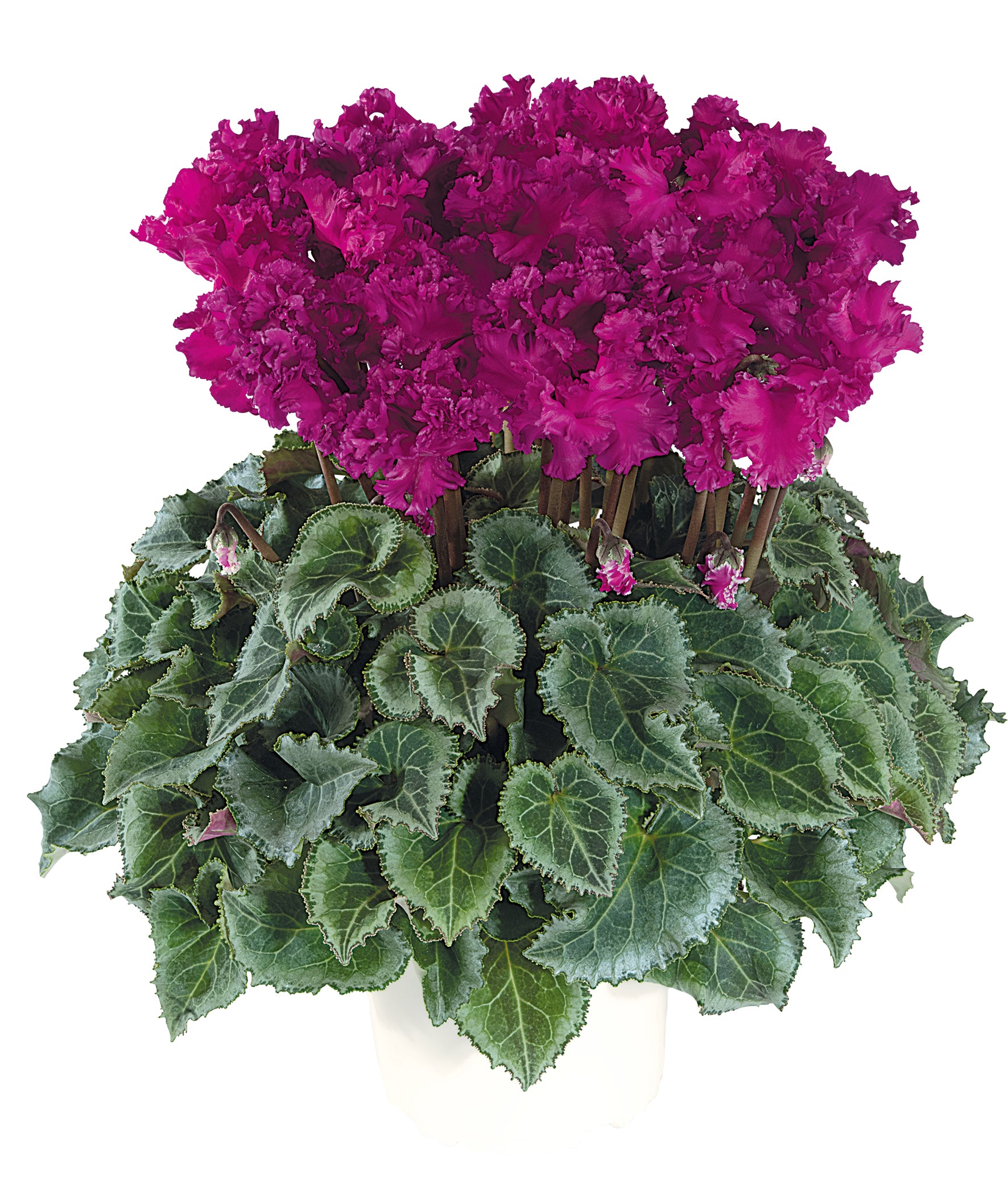 LATINIA® CRISPINO® Light purple & Magenta