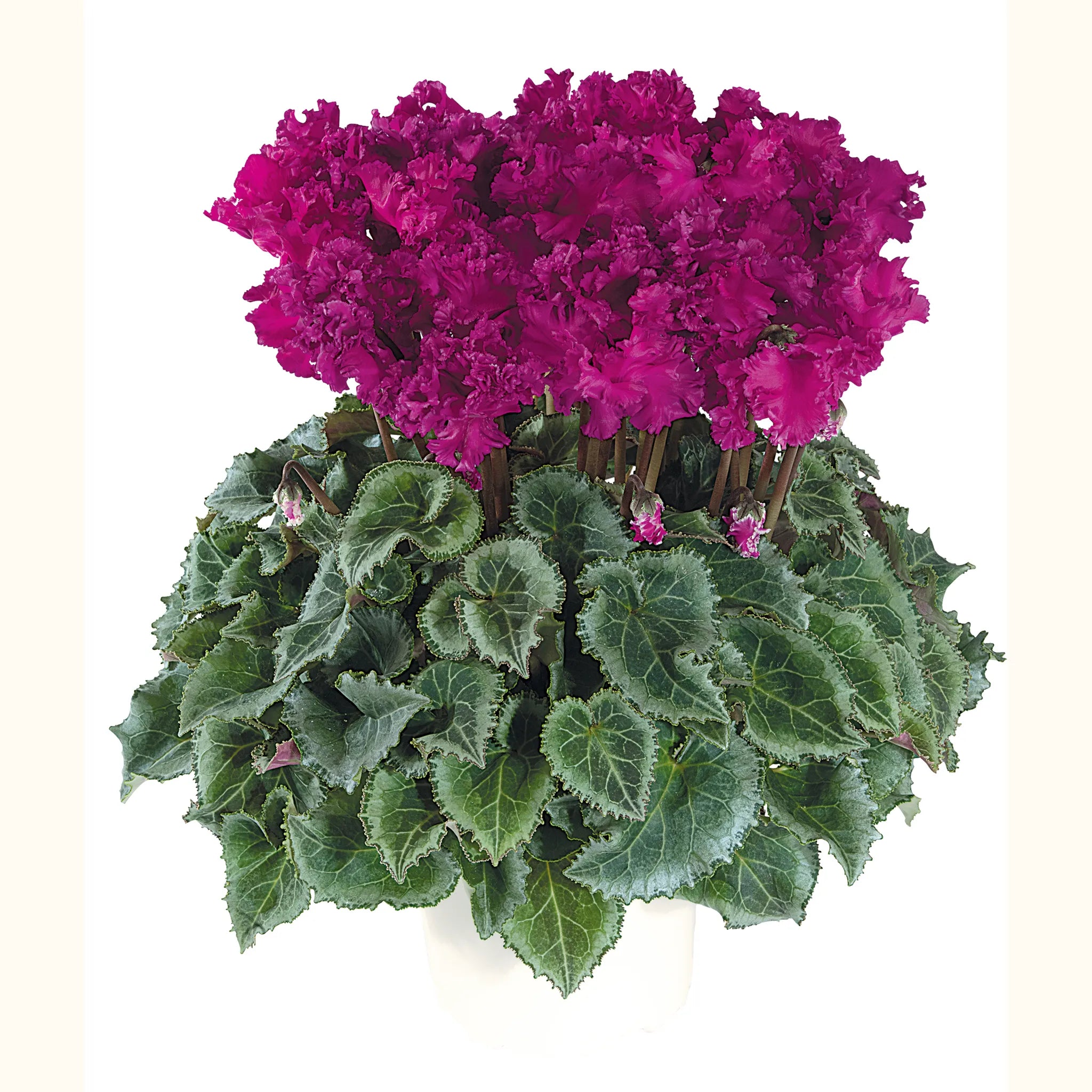 Latinia® CRISPINO® mix