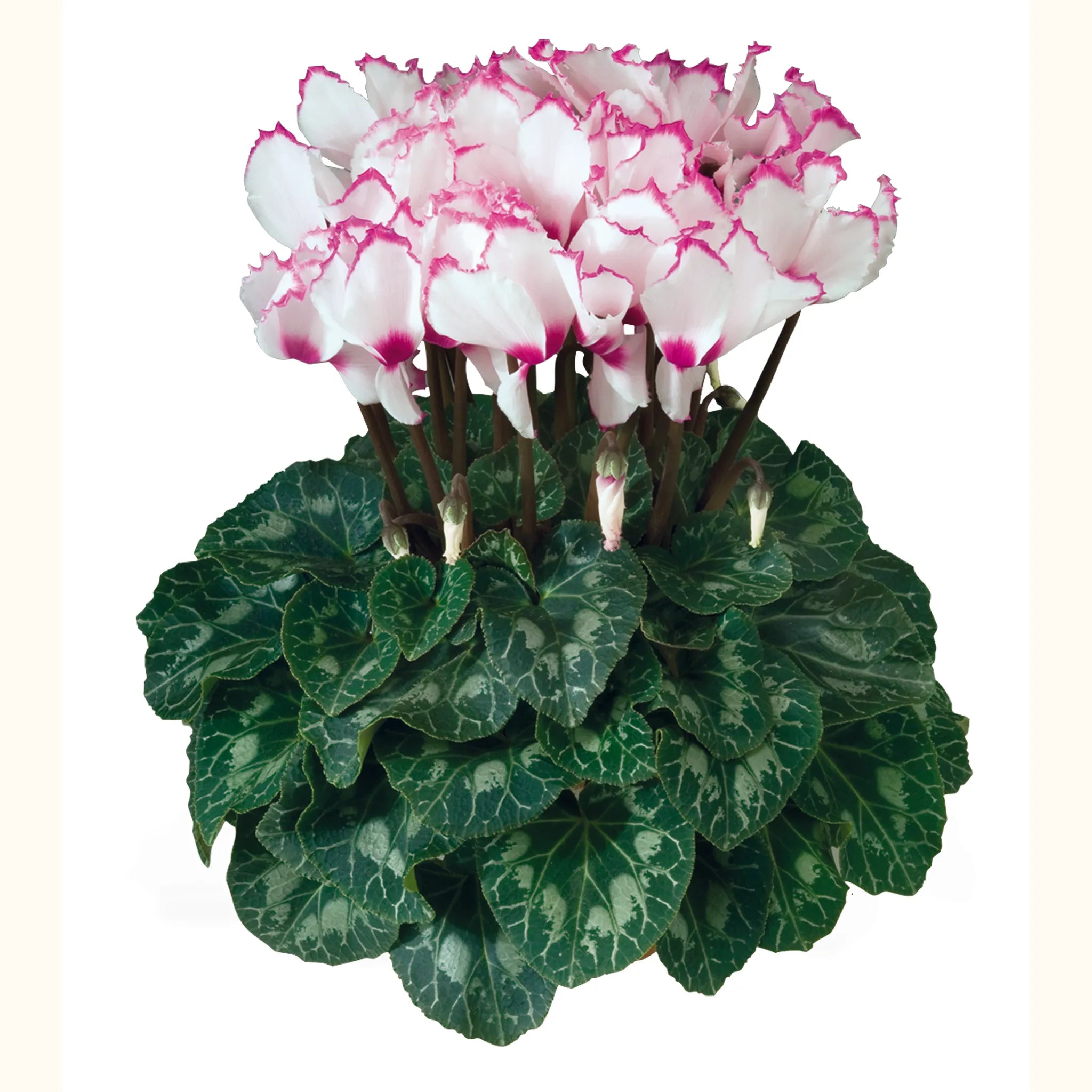 Latinia® VICTORIA 50