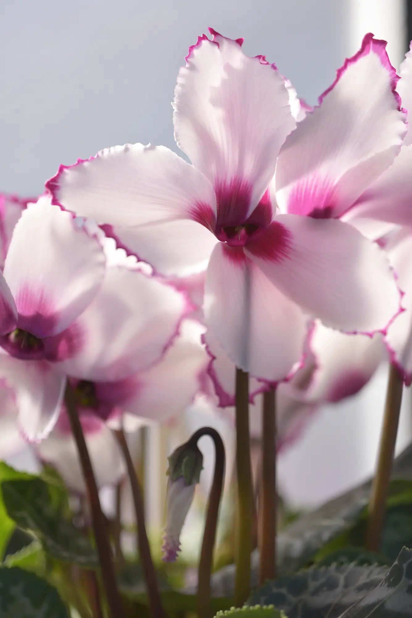 LATINIA® VICTORIA 50 Rose with eye