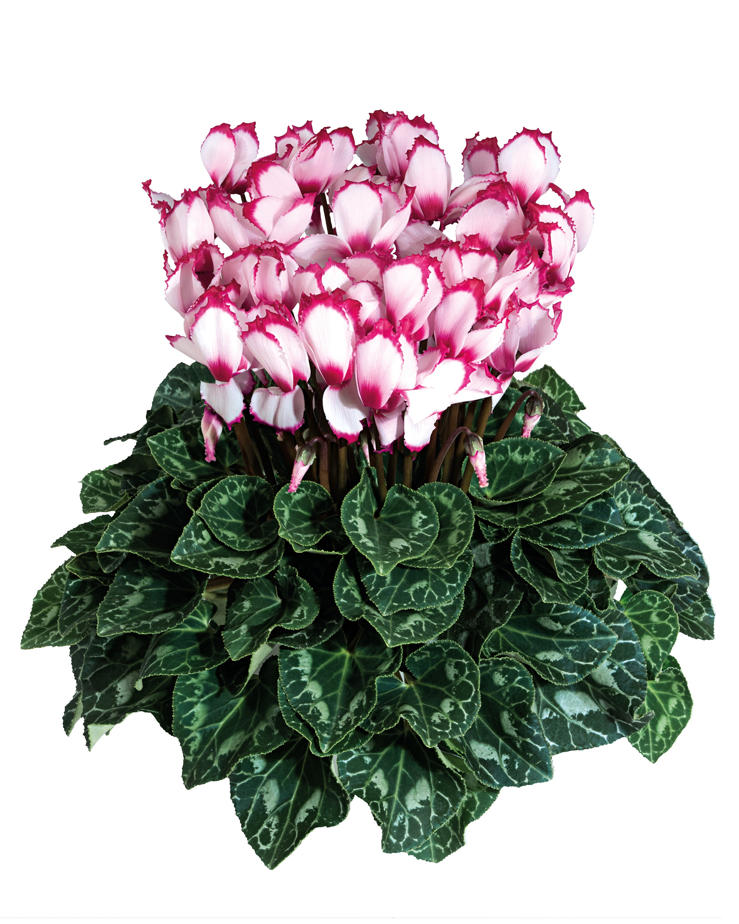 LATINIA® VICTORIA 50 Rose with eye