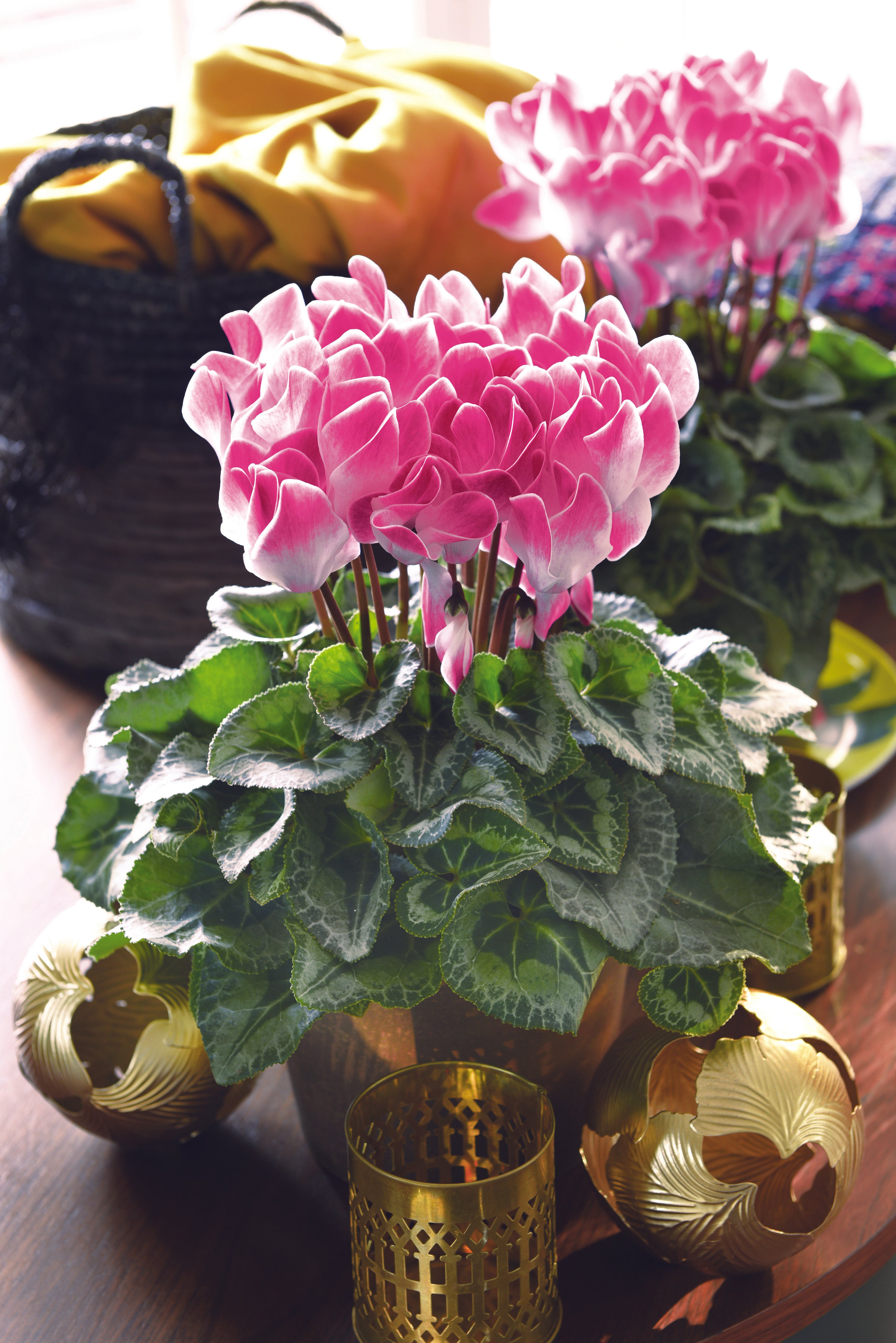 LATINIA® FUNFLAME® Magenta