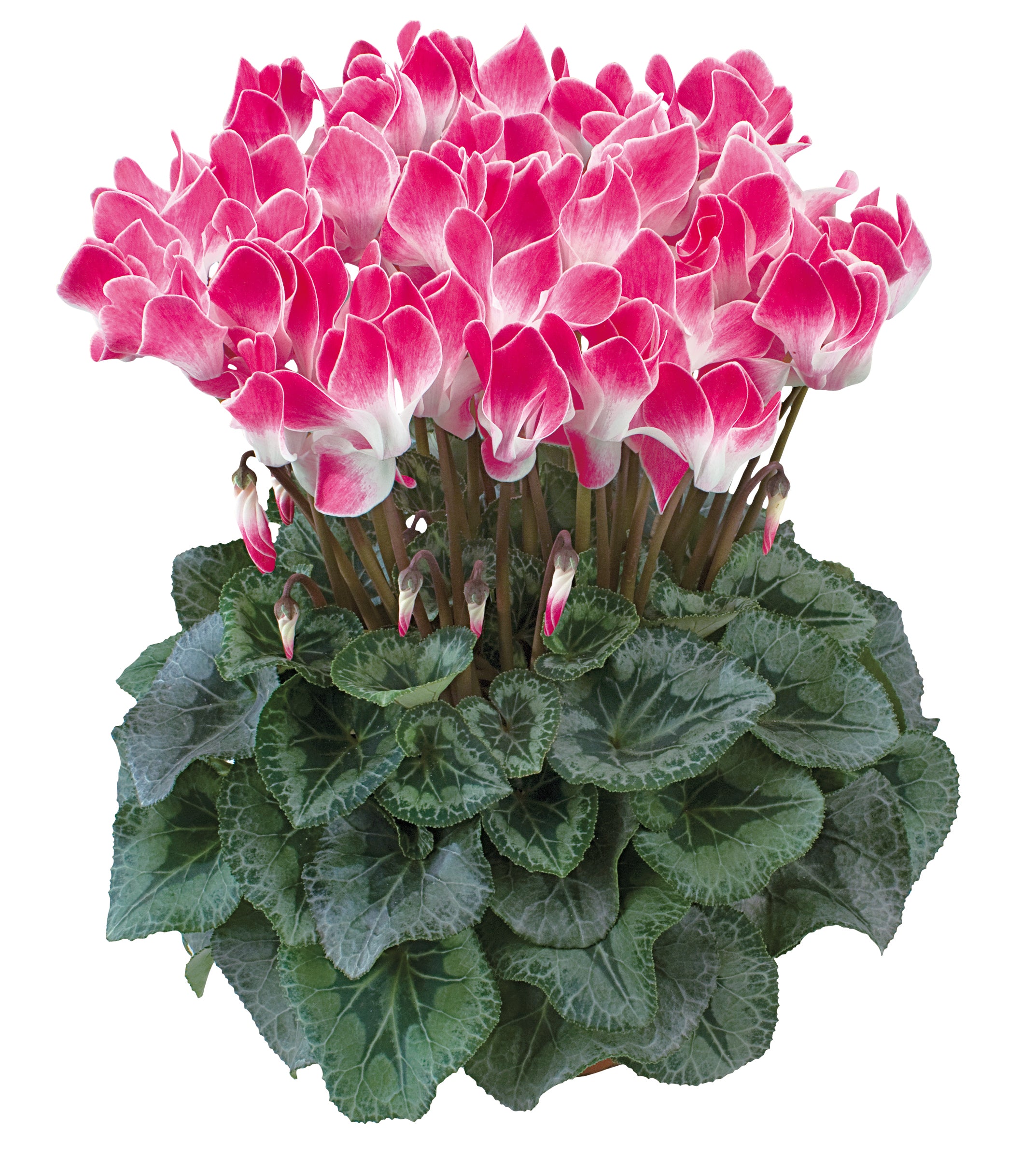 Latinia® FUNFLAME® Magenta