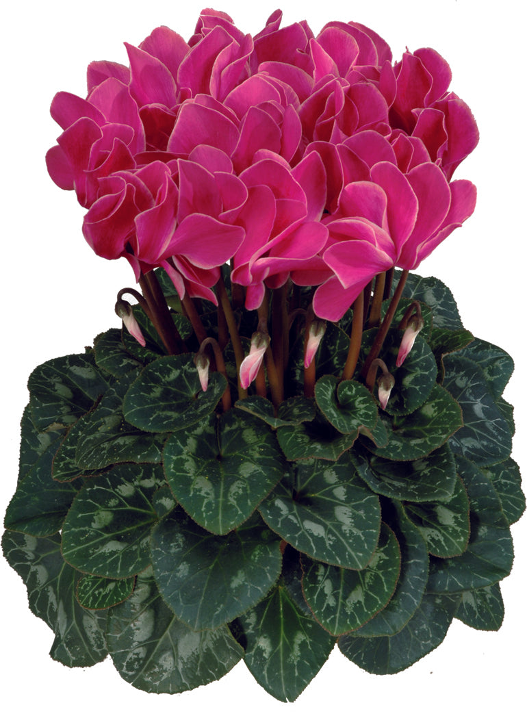 Latinia® Flamed mix