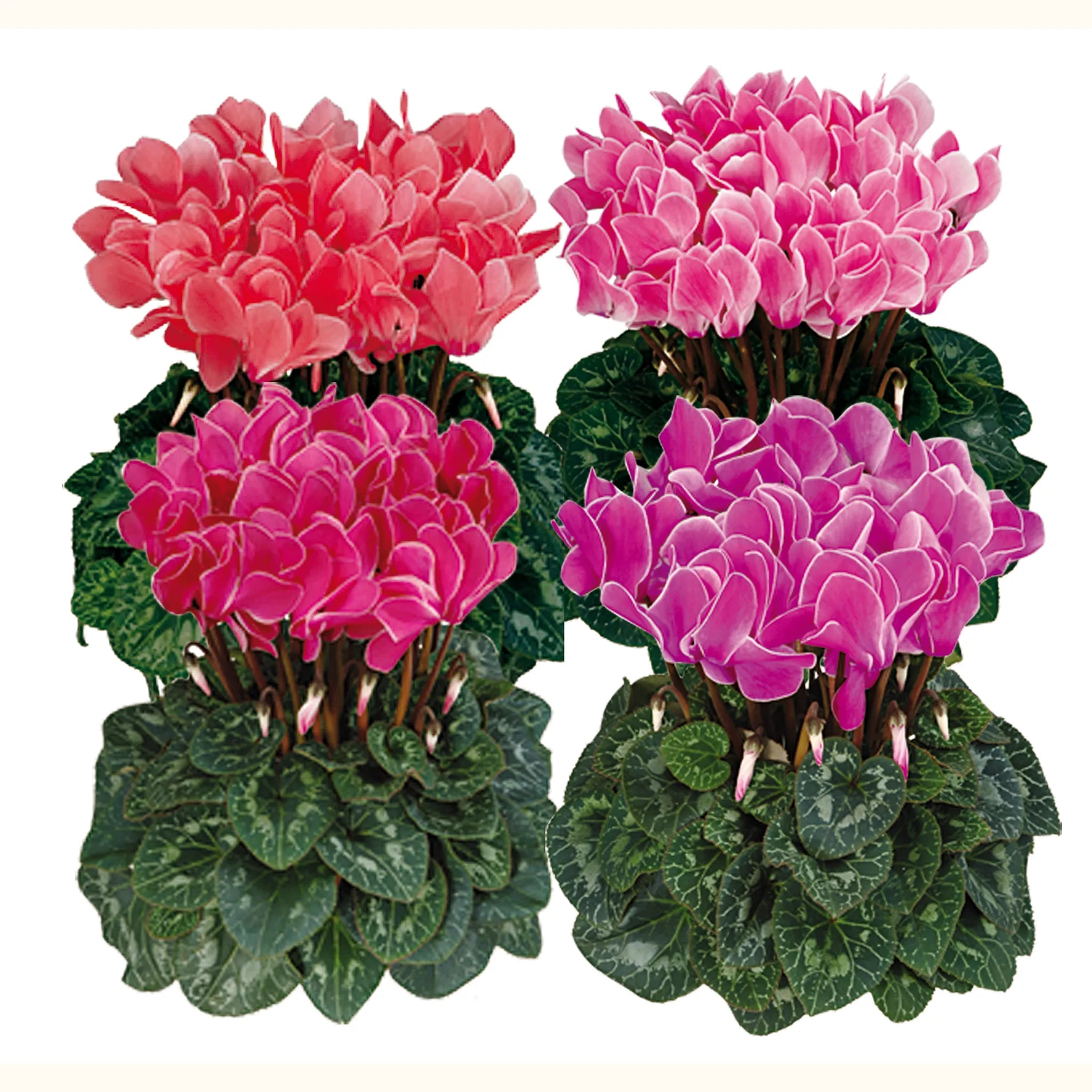 Latinia® Flamed mix