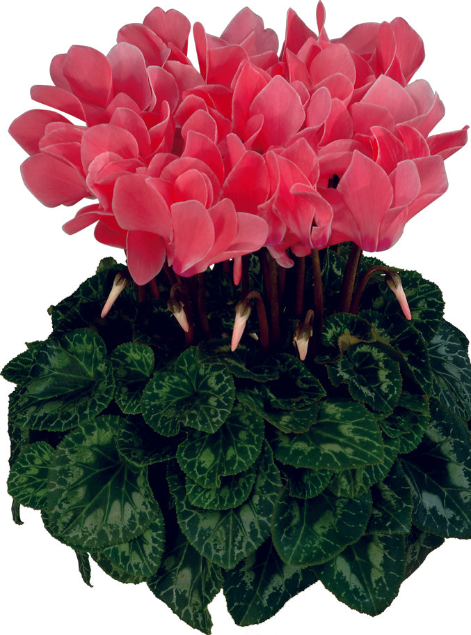 Latinia® Flamed mix