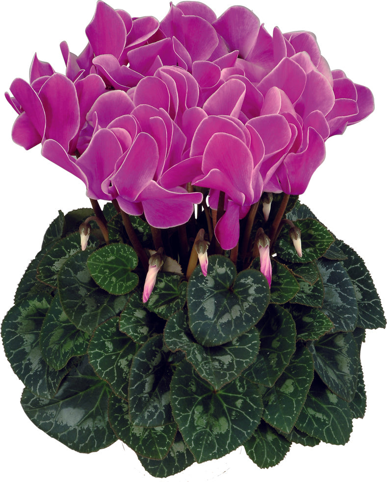 Latinia® Flamed mix