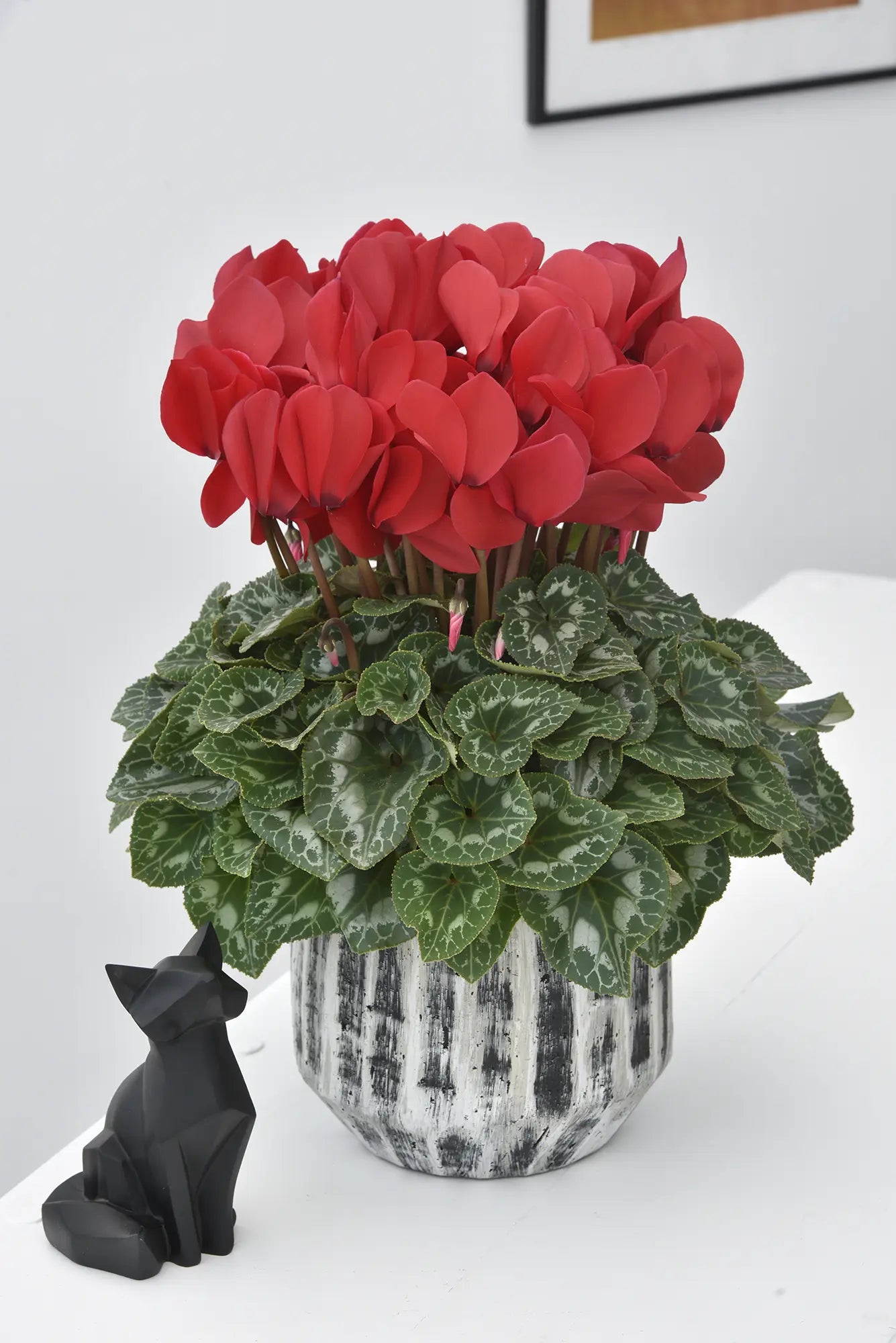 HALIOS® Red REBELLE®