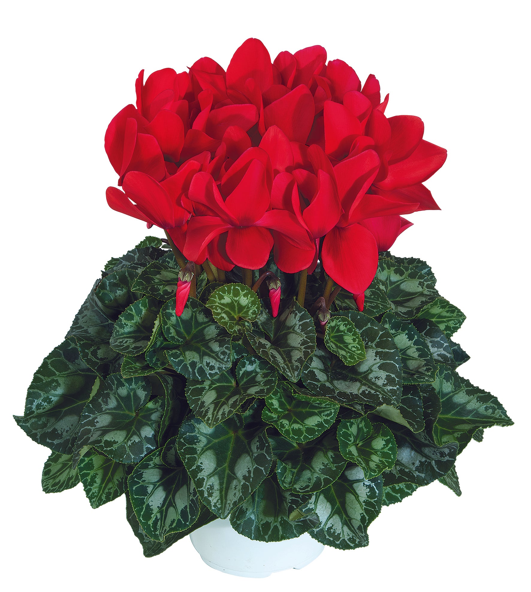 HALIOS® Red REBELLE®