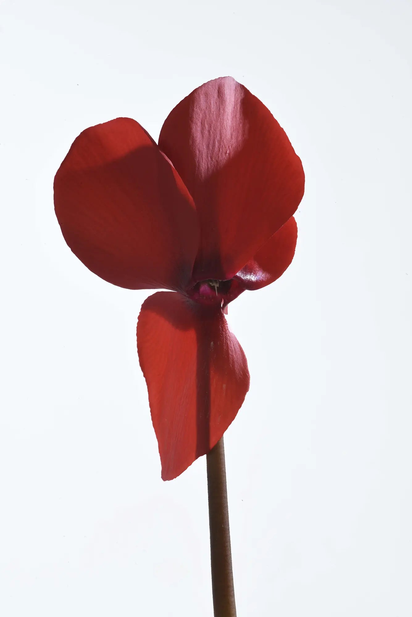 HALIOS® Scarlet red exp.