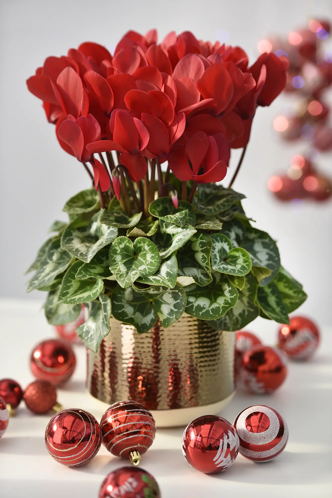HALIOS® Scarlet red