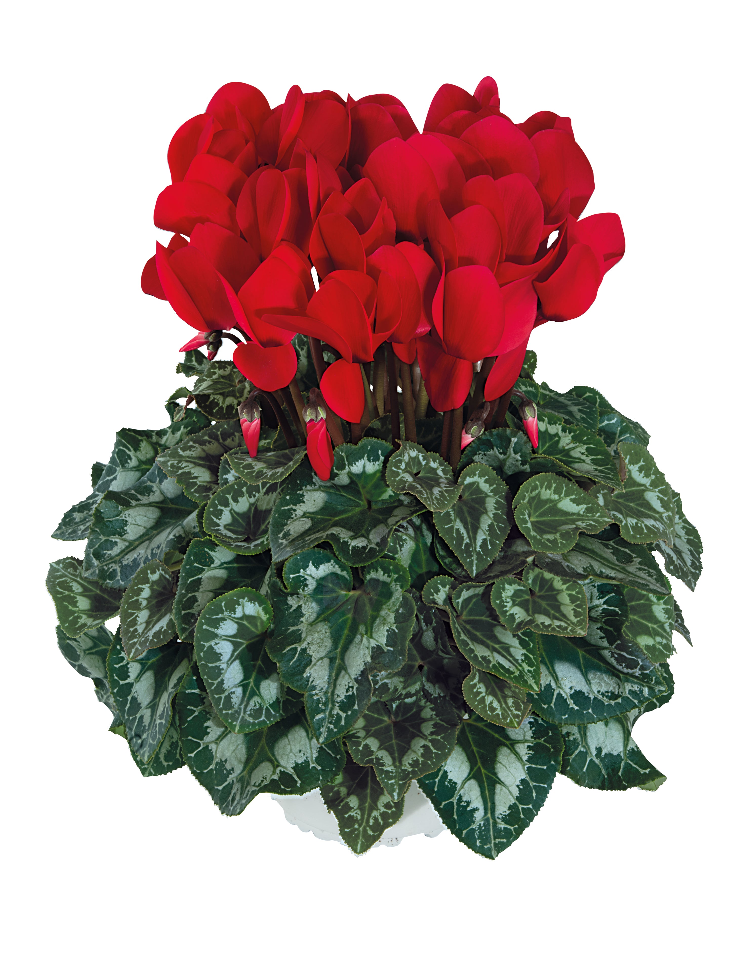 HALIOS® Scarlet red