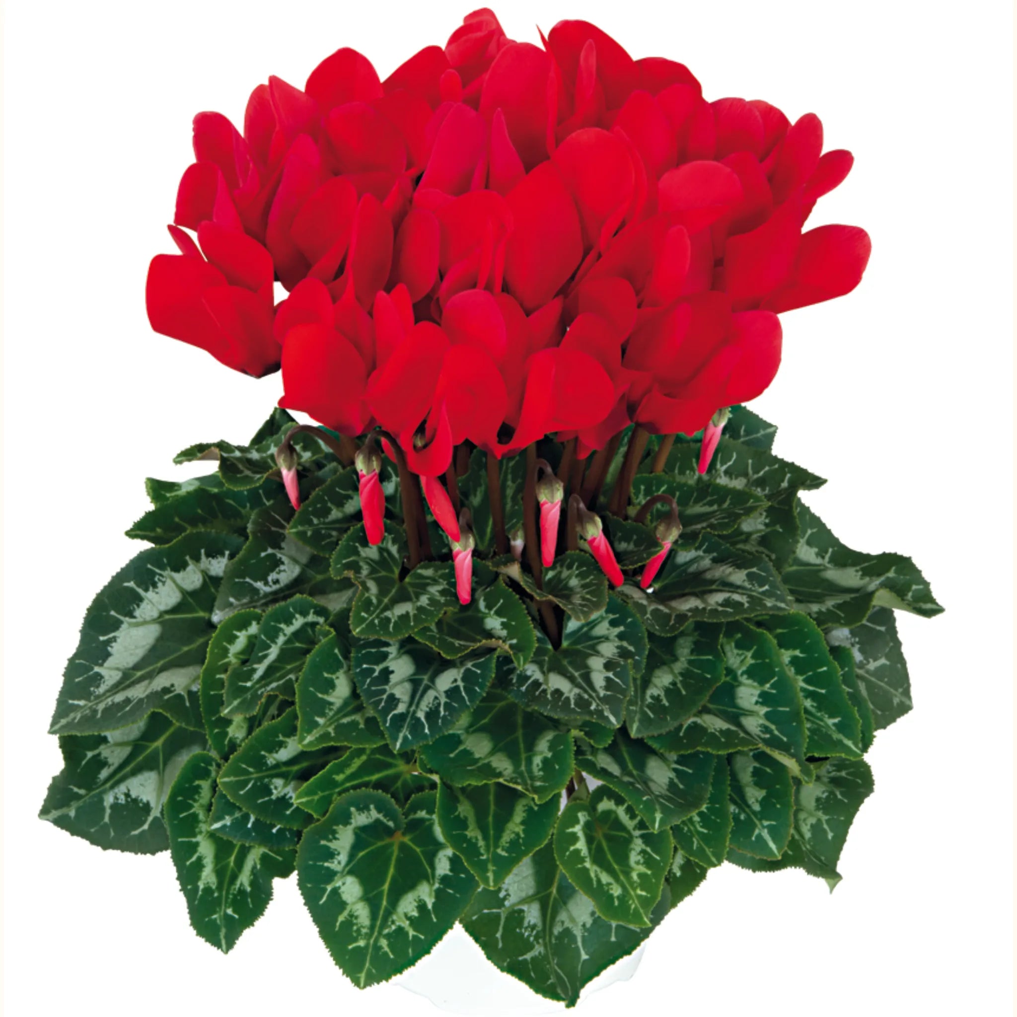 Halios® Bright scarlet