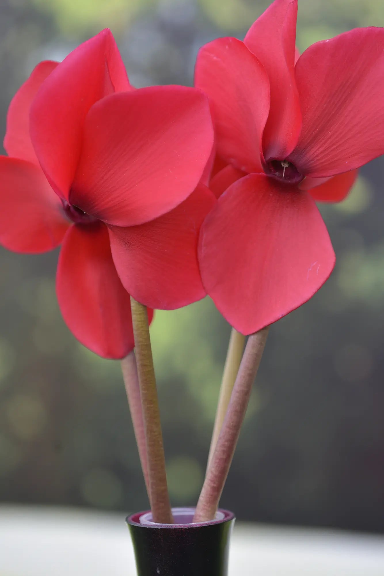HALIOS® HD Red REBELLE®