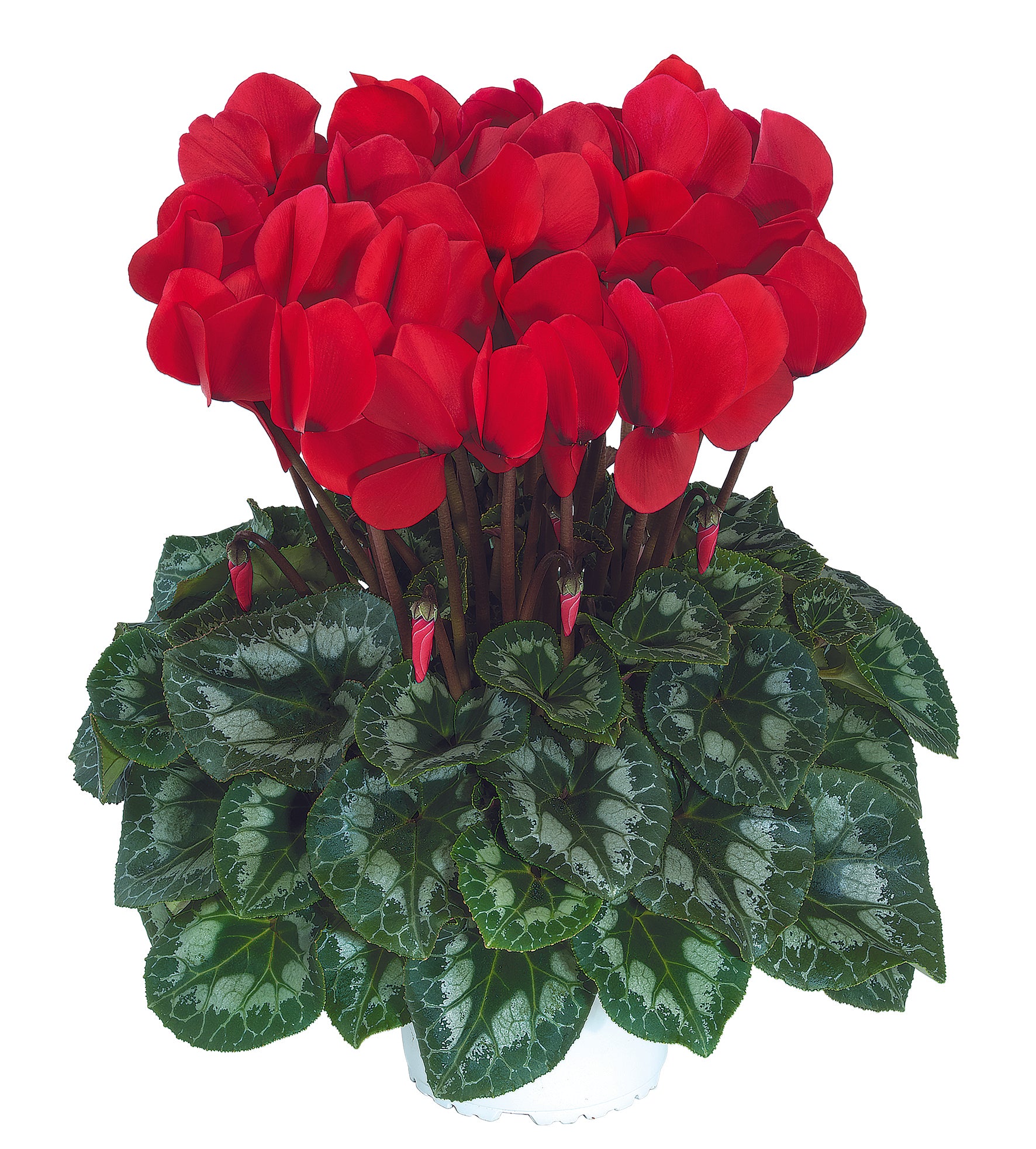 HALIOS® HD Red REBELLE®