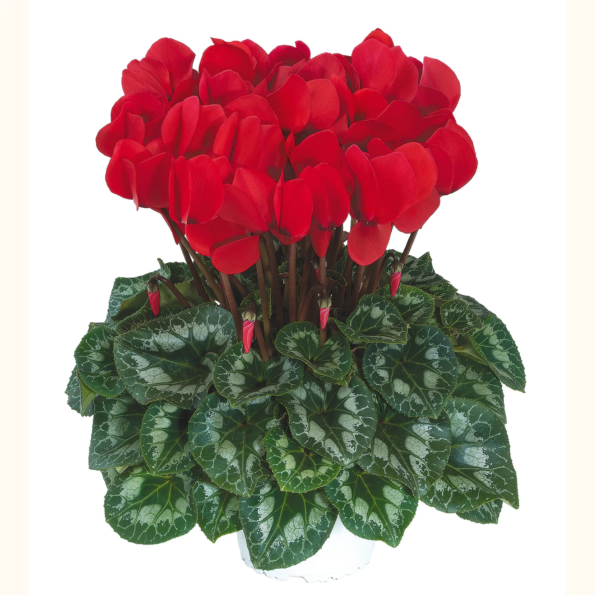 Halios® HD Red REBELLE®
