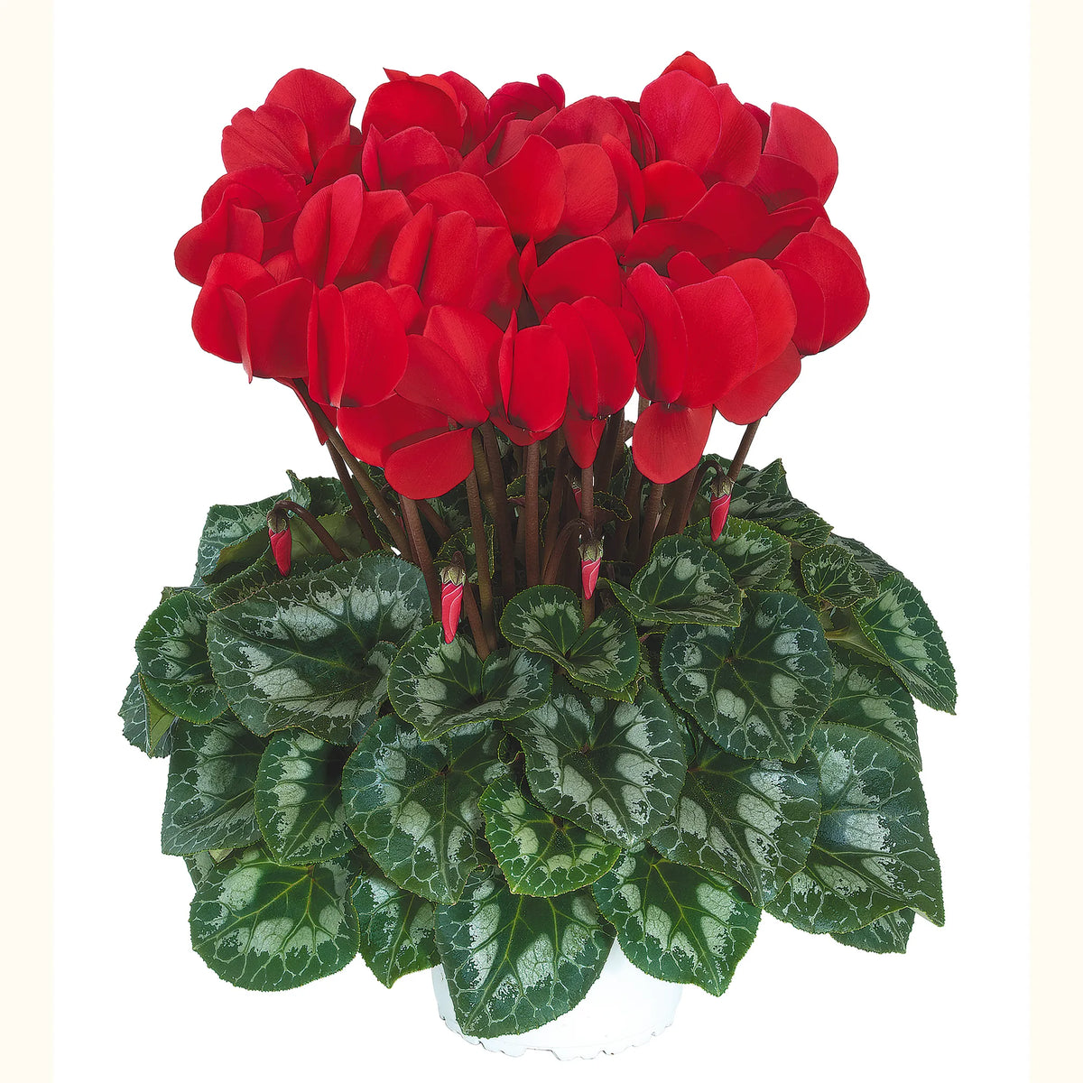 Halios® HD Red REBELLE®