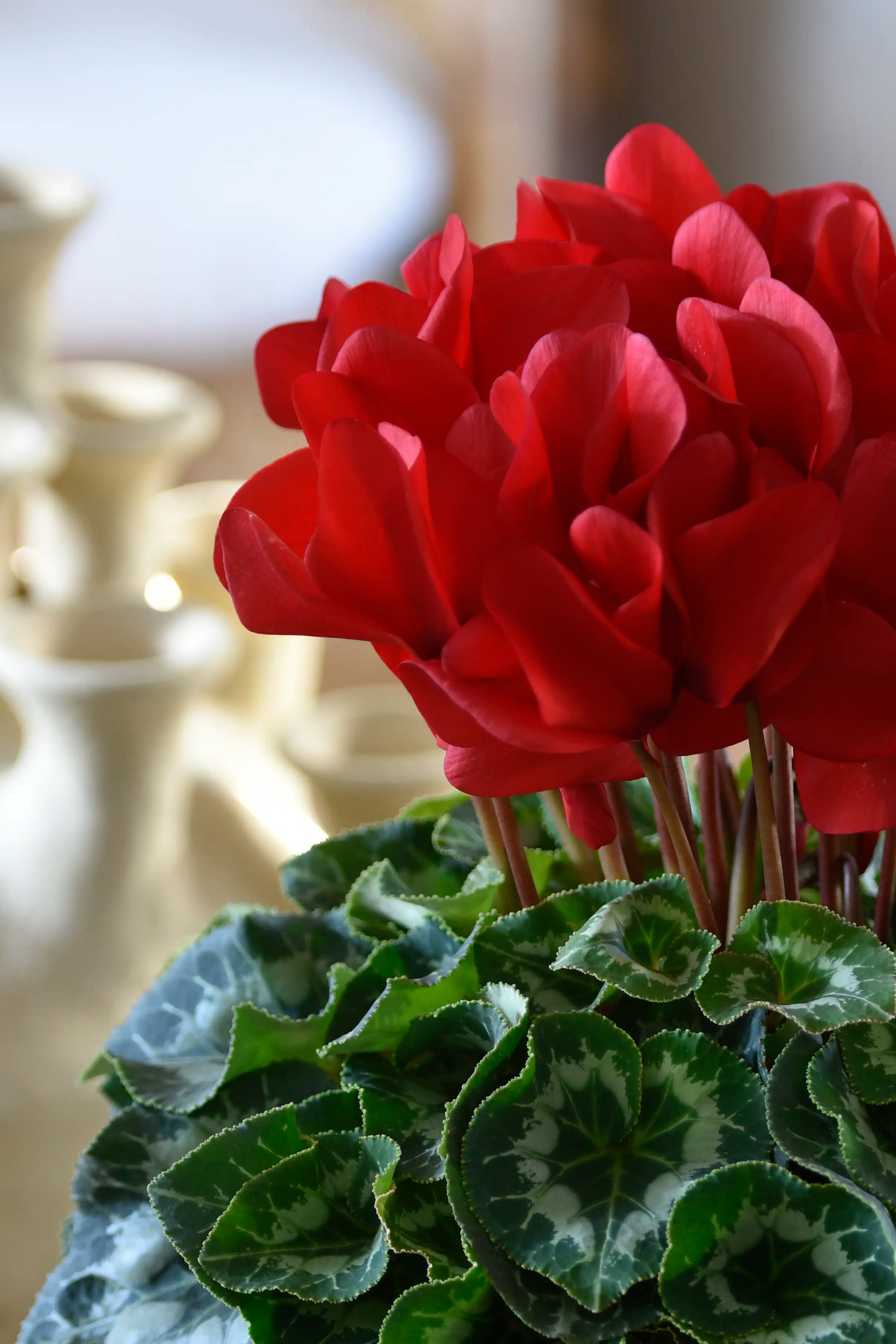 HALIOS® Red Allegro
