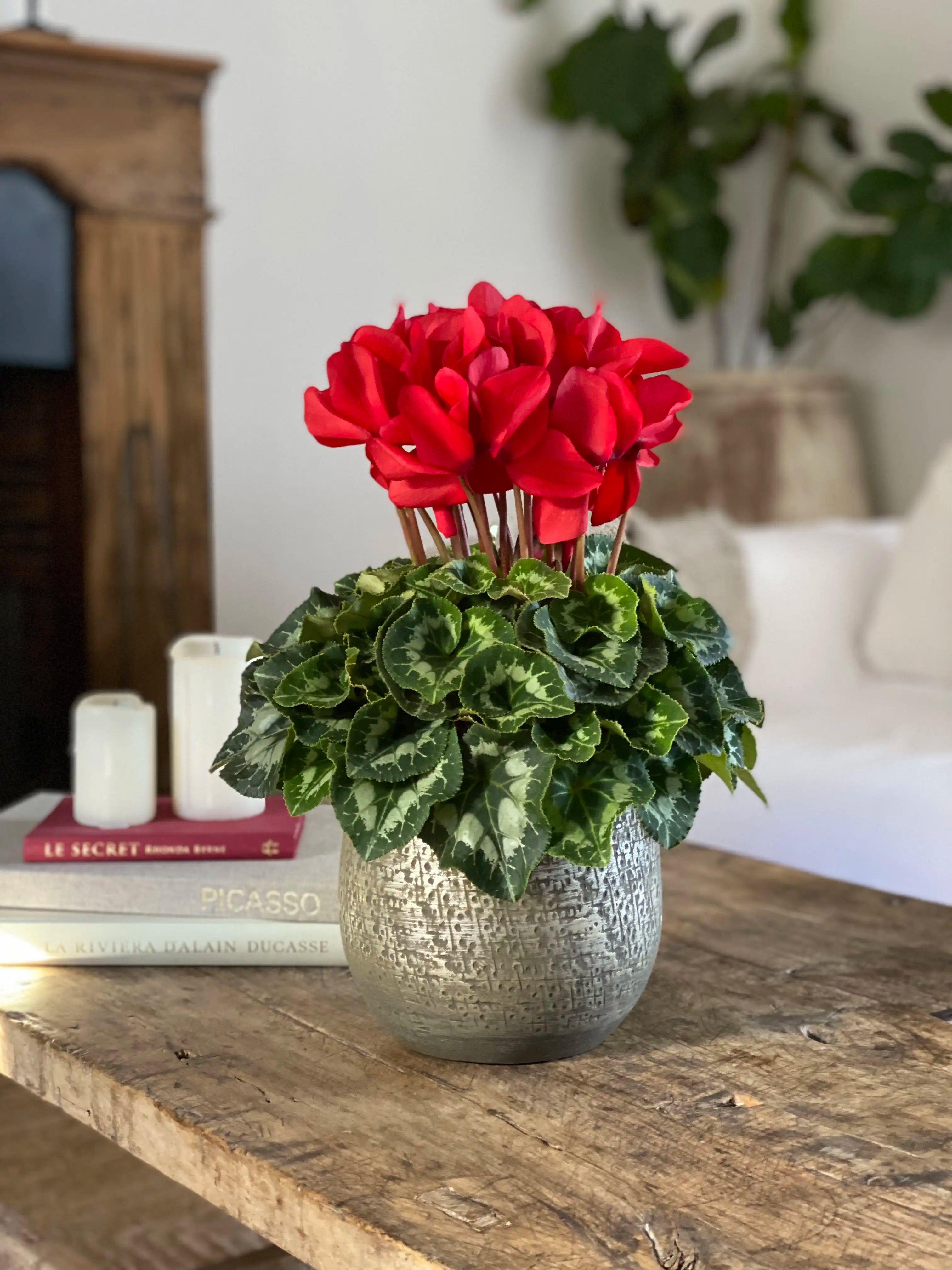 HALIOS® Red Allegro