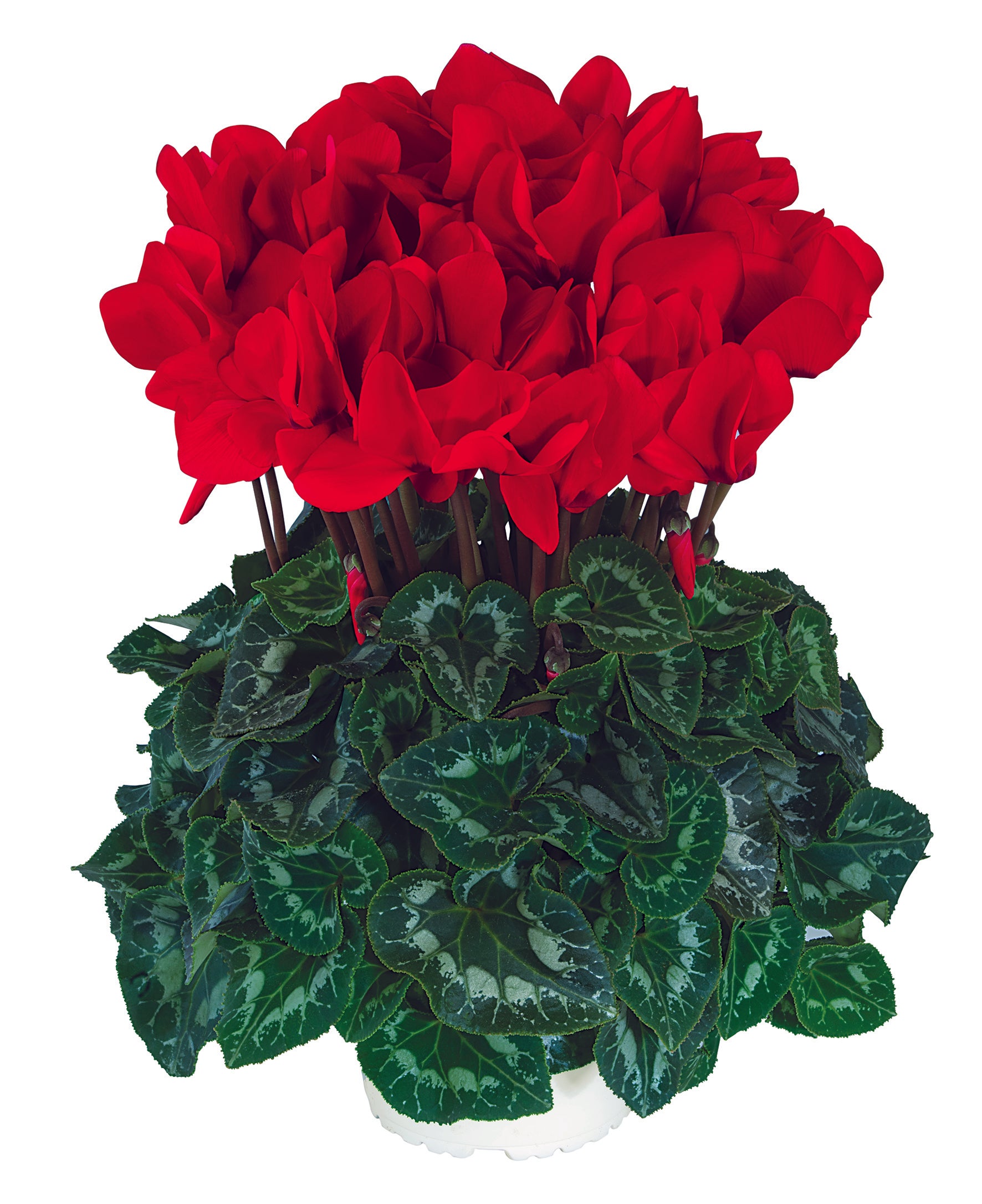 HALIOS® Red Allegro