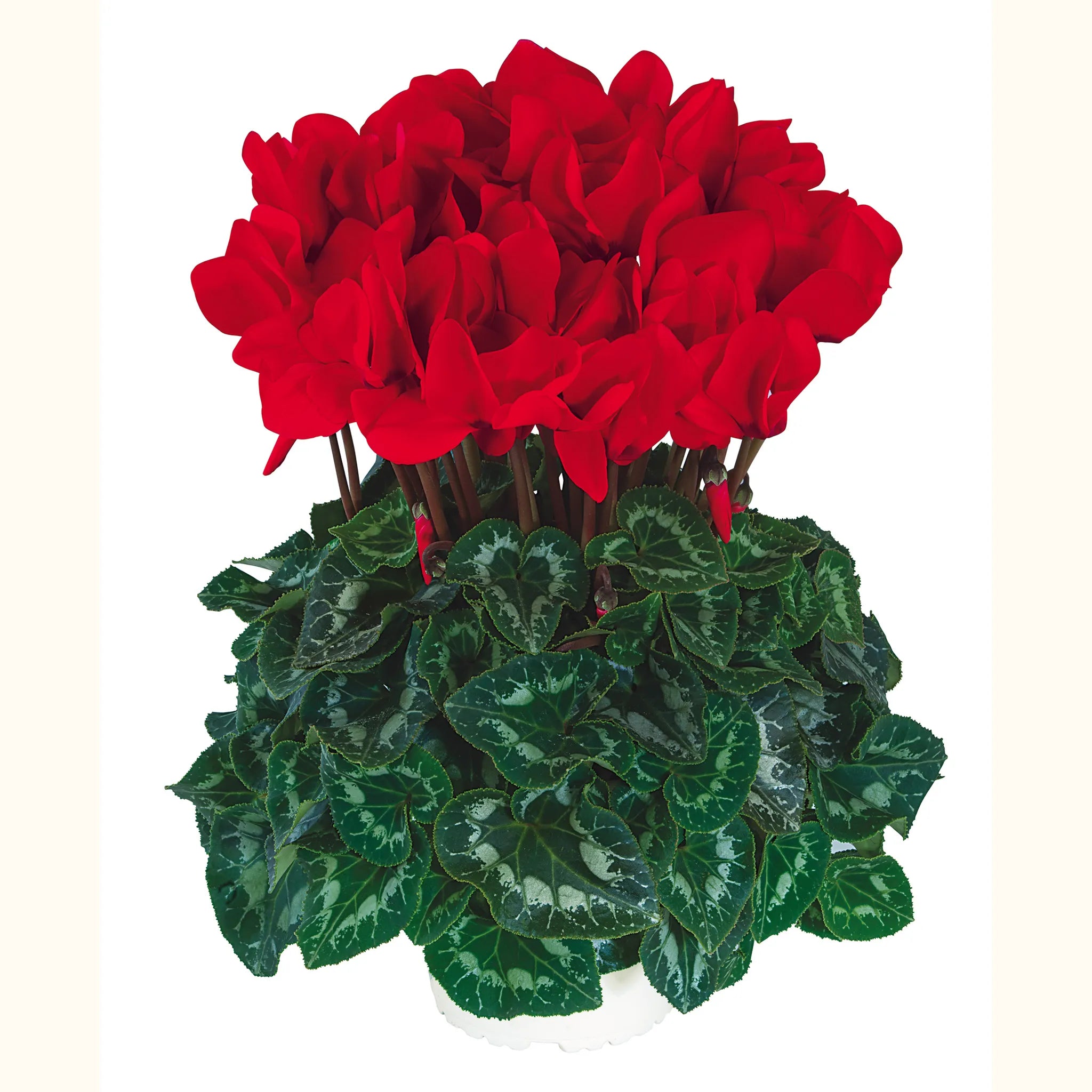 Halios® Rouge Allegro