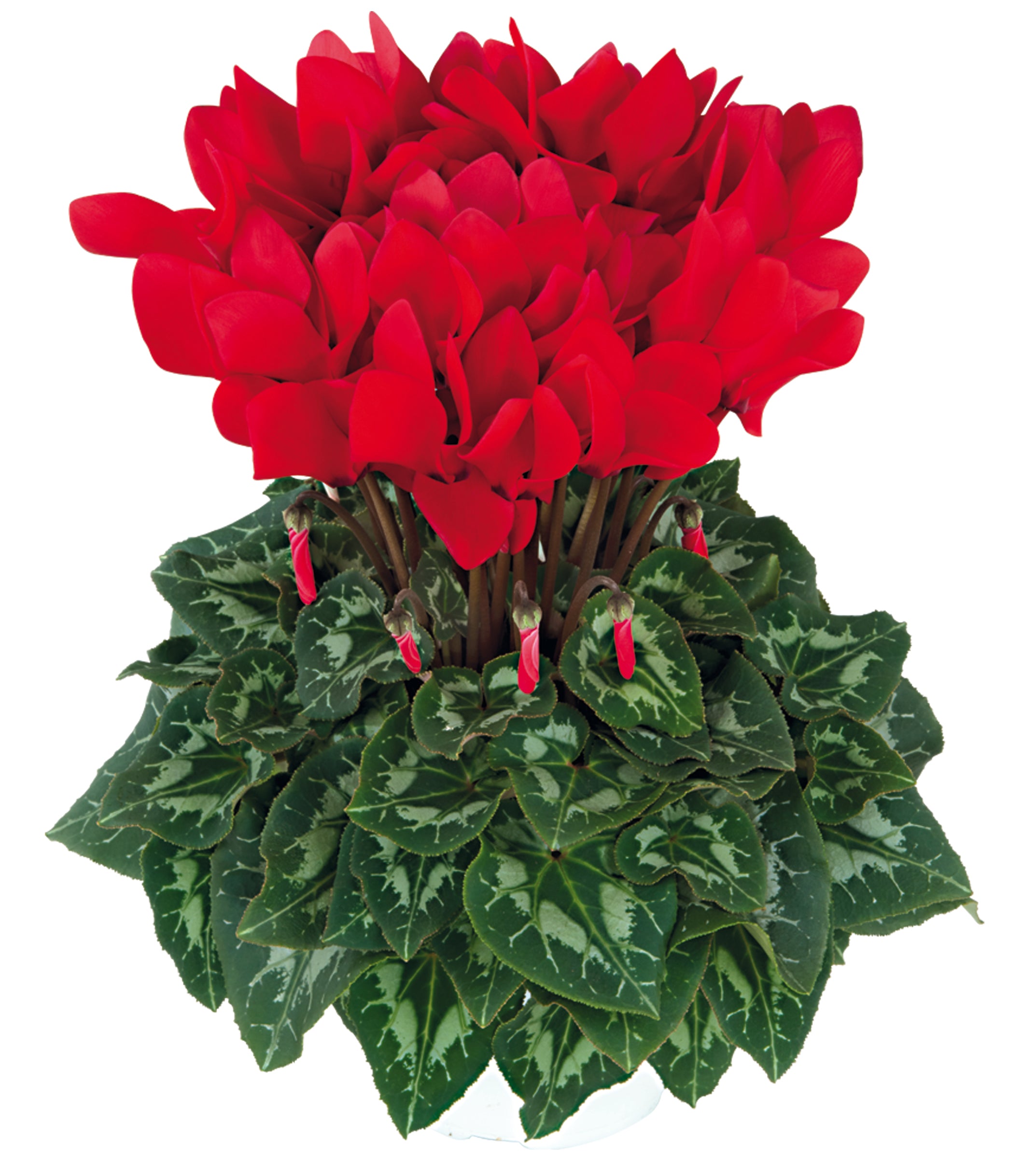 HALIOS® HD Bright scarlet
