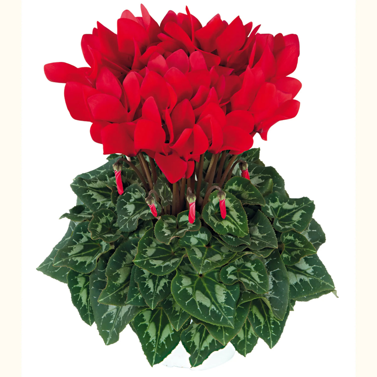 Halios® HD Bright scarlet